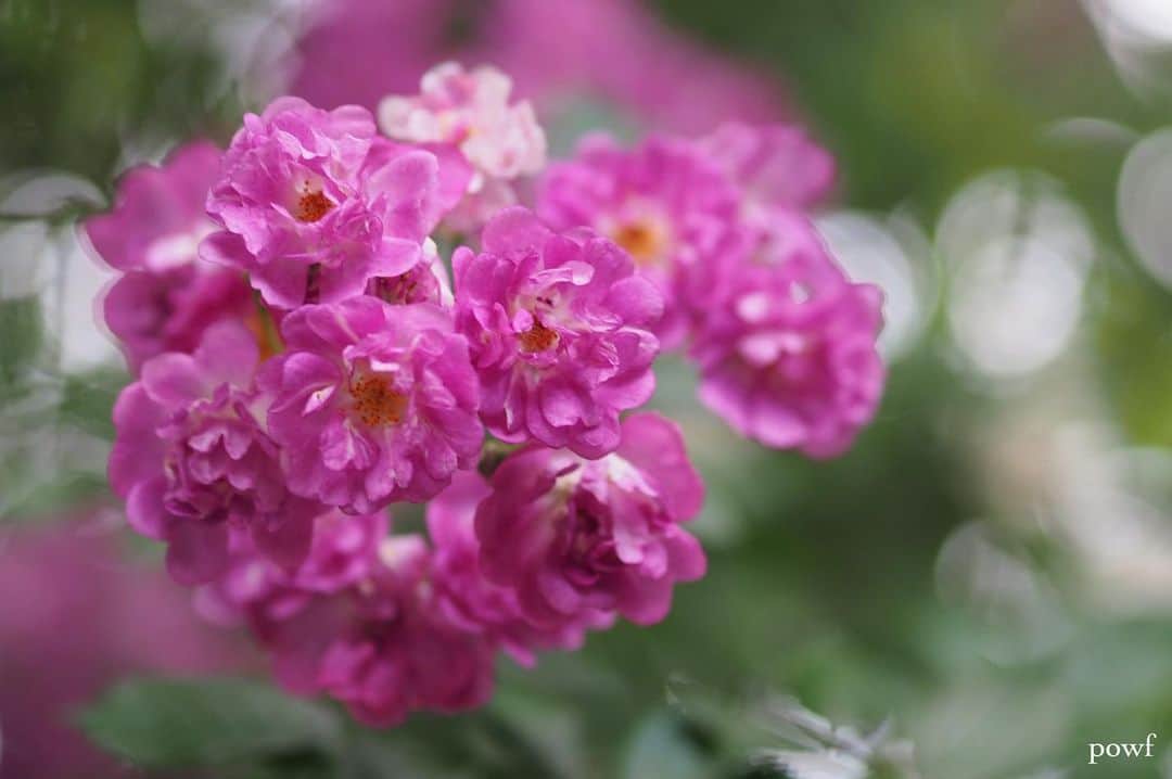 anemone_69のインスタグラム：「. #バラ #薔薇 #京王フローラルガーデン . . .」