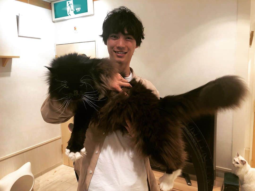 福士蒼汰さんのインスタグラム写真 - (福士蒼汰Instagram)「めちゃでかい猫！ Such a huge cat!! #ある日 #猫カフェで」5月20日 21時16分 - fukushi_sota_official