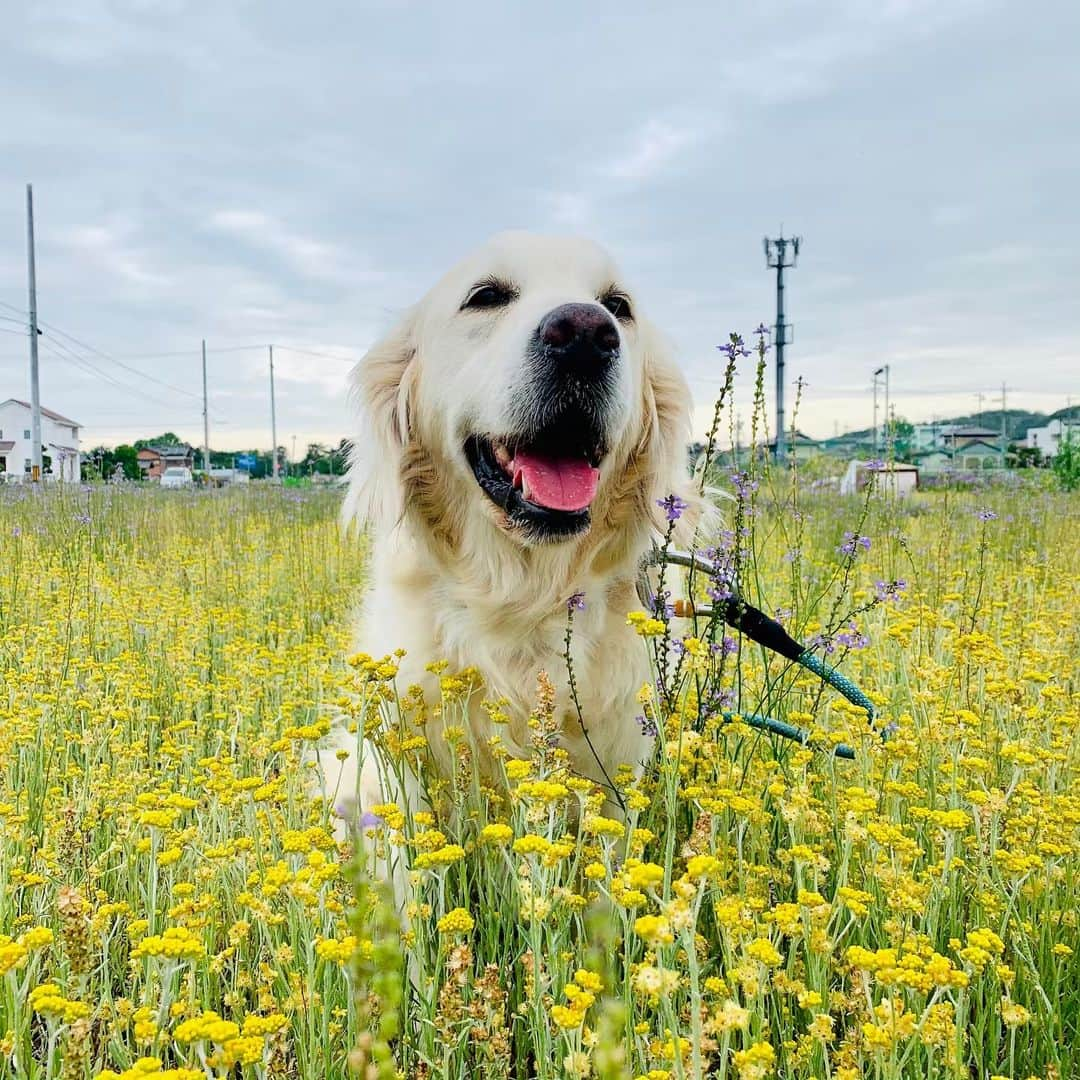 P太郎ママさんのインスタグラム写真 - (P太郎ママInstagram)「画像関係ナシのどーでもええ話。 📞 ケータイ・スマホが普及して減ったもの。 間違い電話！ うちの番号は、隣市の介護施設の番号と似とるらしくて。 以前はしょっちゅう間違い電話がかかってきとったけど。 最近は、まーったくない。 ところが今日！ ひさびさキターーー！ 受話器を取り上げたら、 「ああ、アタシ、アタシ、アタシ！」 …オレオレ詐欺ならぬアタシアタシ詐欺？？？ という訳でもなく。 雨が降るかもしれんから、洗濯物を取り込んでおけとゆーよーな事をまくし立てとる。 「どちらにおかけですか？」 てゆーたったら。 ……。 しばらくの沈黙の後。 「アンタ、誰？」 それはこっちのセリフやーーー！ うーん、ほんと、久しぶりの間違い電話☎️。 なんか笑った。」5月20日 21時21分 - ptarodada