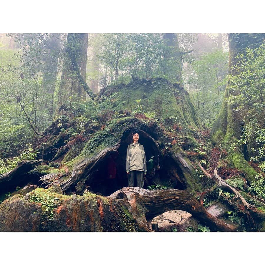 小野りりあんさんのインスタグラム写真 - (小野りりあんInstagram)「大雨の屋久島から無事かえってきたよ🌧🌈🌊﻿ ﻿﻿ 豊かな自然に触れたこの旅では、森、林業、屋久島の歴史など沢山学べたよ🌳🌳🌳﻿ ﻿﻿ あとね、人間の生存には生物多様性が大きく関わっていることを実感、体感もしました。﻿﻿ ﻿﻿ 今は、たくさんの生物がすごい速度で消えている時代。屋久島のような古代から残る自然が居続け多様な生き物が支えあっている場に行けたことをとても貴重に感じました🦀🐒🐍🐸🦎🐟🦑🌲🌳🌱🌿 ﻿ ﻿ さっ、明日からまた都会でがんばろ💪」5月20日 21時28分 - _lillianono_