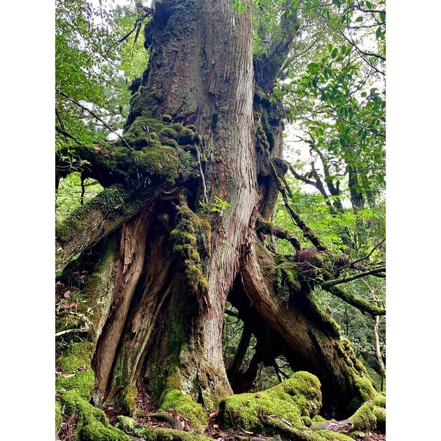 小野りりあんさんのインスタグラム写真 - (小野りりあんInstagram)「大雨の屋久島から無事かえってきたよ🌧🌈🌊﻿ ﻿﻿ 豊かな自然に触れたこの旅では、森、林業、屋久島の歴史など沢山学べたよ🌳🌳🌳﻿ ﻿﻿ あとね、人間の生存には生物多様性が大きく関わっていることを実感、体感もしました。﻿﻿ ﻿﻿ 今は、たくさんの生物がすごい速度で消えている時代。屋久島のような古代から残る自然が居続け多様な生き物が支えあっている場に行けたことをとても貴重に感じました🦀🐒🐍🐸🦎🐟🦑🌲🌳🌱🌿 ﻿ ﻿ さっ、明日からまた都会でがんばろ💪」5月20日 21時28分 - _lillianono_