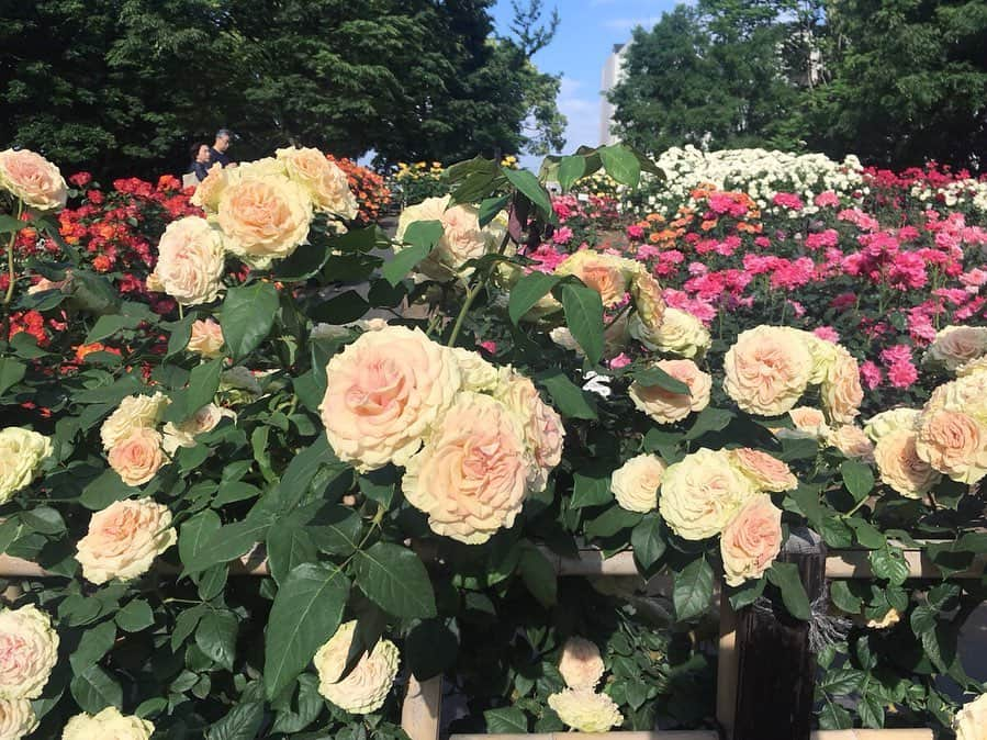 nostos booksさんのインスタグラム写真 - (nostos booksInstagram)「敷地内に世田谷美術館がある砧公園では、バラ園が見頃を迎えています。  園内には2箇所のバラ園があるのですが、それらをハシゴするために通る緑道も美しくて。桜の時期もそれはそれは見事でしたが、子どもたちが楽しく遊ぶ姿や、木陰で読書をする大人たちを見ていると、 のんびりとした時間が流れるこの季節も最高だなぁと思ったのでした。  それにしても「ある編集者のユートピア」の次は、「高橋秀＋藤田桜 素敵なふたり」、その次は「チェコ・デザイン 100年の旅」など、世田谷美術館は気になる展示ばかり開催するなぁ。 結局どのシーズンも砧公園を満喫していそうな気がします。  #砧公園 #世田谷美術館 #ある編集者のユートピア  #nostosbooks #本屋 #書店 #bookstore#bookshop #本 #book #books #読書 #本好き #本が好き #世田谷線 #松陰神社前商店街」5月20日 21時32分 - nostosbooks