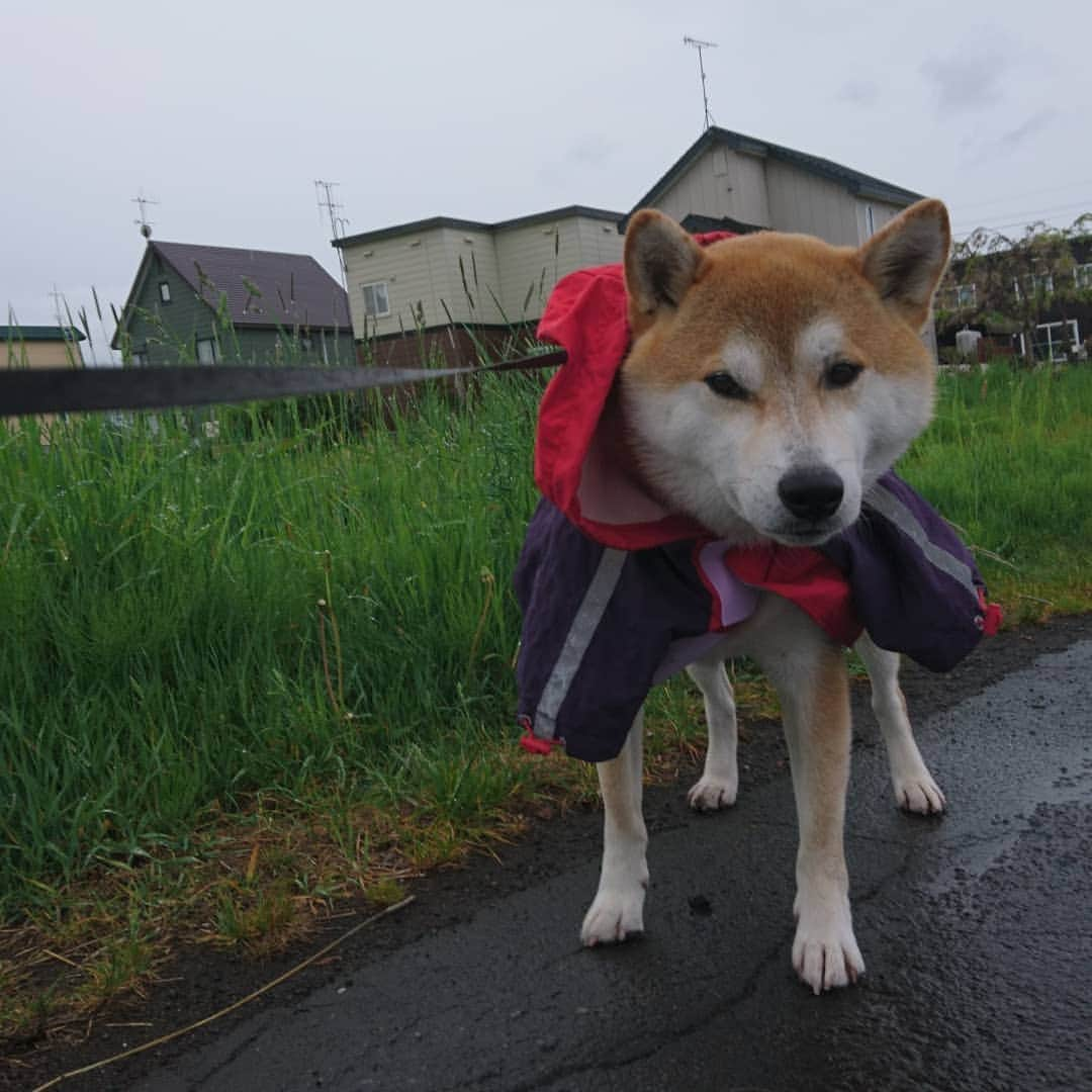 柴犬⭐️サスケさんのインスタグラム写真 - (柴犬⭐️サスケInstagram)「おはわん #朝ん歩 #犬ら部 #ふわもこ部 #わんだフォ #柴犬#赤柴#茶助#pecoいぬ部 #shibagram #🐶📷 #犬バカ部#ワンコ#愛犬#しばいぬ#日本犬#🐕📷#shibagram#shibastagram#Japanesedog#shibadog#cute#시바견#시바이누#시바스타그램#kaumo#dog#shibainu#shiba#💩#雨ん歩」5月21日 8時25分 - shiba20150405