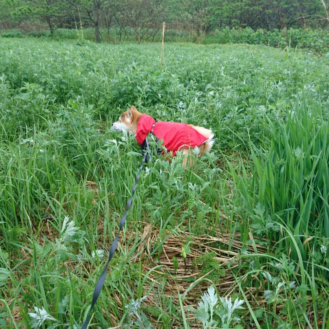 柴犬⭐️サスケさんのインスタグラム写真 - (柴犬⭐️サスケInstagram)「おはわん #朝ん歩 #犬ら部 #ふわもこ部 #わんだフォ #柴犬#赤柴#茶助#pecoいぬ部 #shibagram #🐶📷 #犬バカ部#ワンコ#愛犬#しばいぬ#日本犬#🐕📷#shibagram#shibastagram#Japanesedog#shibadog#cute#시바견#시바이누#시바스타그램#kaumo#dog#shibainu#shiba#💩#雨ん歩」5月21日 8時25分 - shiba20150405