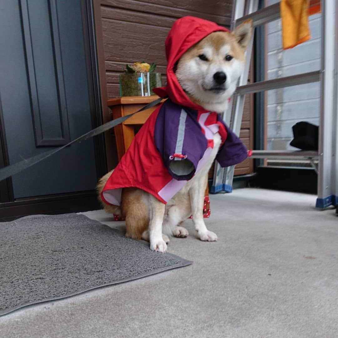 柴犬⭐️サスケさんのインスタグラム写真 - (柴犬⭐️サスケInstagram)「おはわん #朝ん歩 #犬ら部 #ふわもこ部 #わんだフォ #柴犬#赤柴#茶助#pecoいぬ部 #shibagram #🐶📷 #犬バカ部#ワンコ#愛犬#しばいぬ#日本犬#🐕📷#shibagram#shibastagram#Japanesedog#shibadog#cute#시바견#시바이누#시바스타그램#kaumo#dog#shibainu#shiba#💩#雨ん歩」5月21日 8時25分 - shiba20150405
