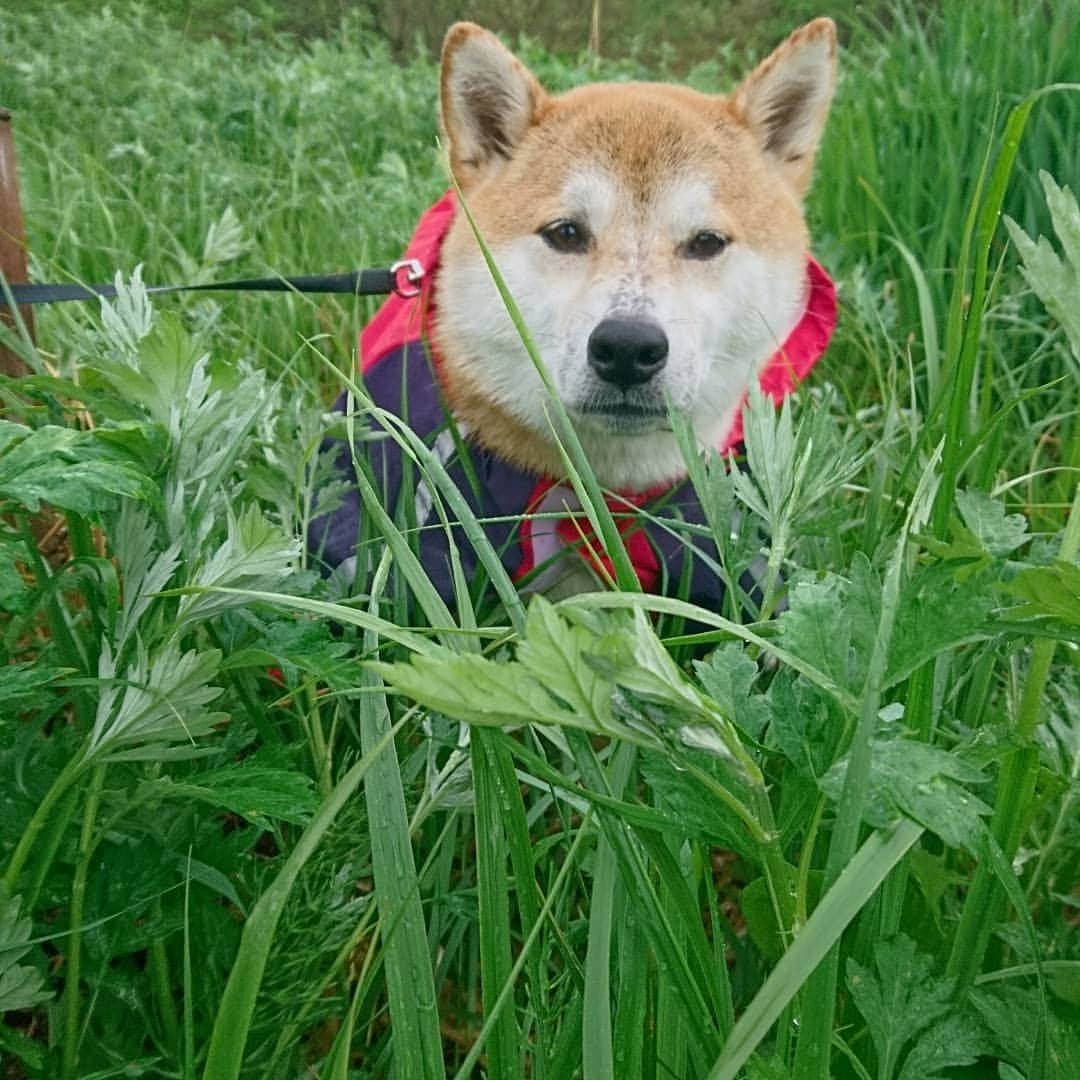 柴犬⭐️サスケさんのインスタグラム写真 - (柴犬⭐️サスケInstagram)「おはわん #朝ん歩 #犬ら部 #ふわもこ部 #わんだフォ #柴犬#赤柴#茶助#pecoいぬ部 #shibagram #🐶📷 #犬バカ部#ワンコ#愛犬#しばいぬ#日本犬#🐕📷#shibagram#shibastagram#Japanesedog#shibadog#cute#시바견#시바이누#시바스타그램#kaumo#dog#shibainu#shiba#💩#雨ん歩」5月21日 8時25分 - shiba20150405