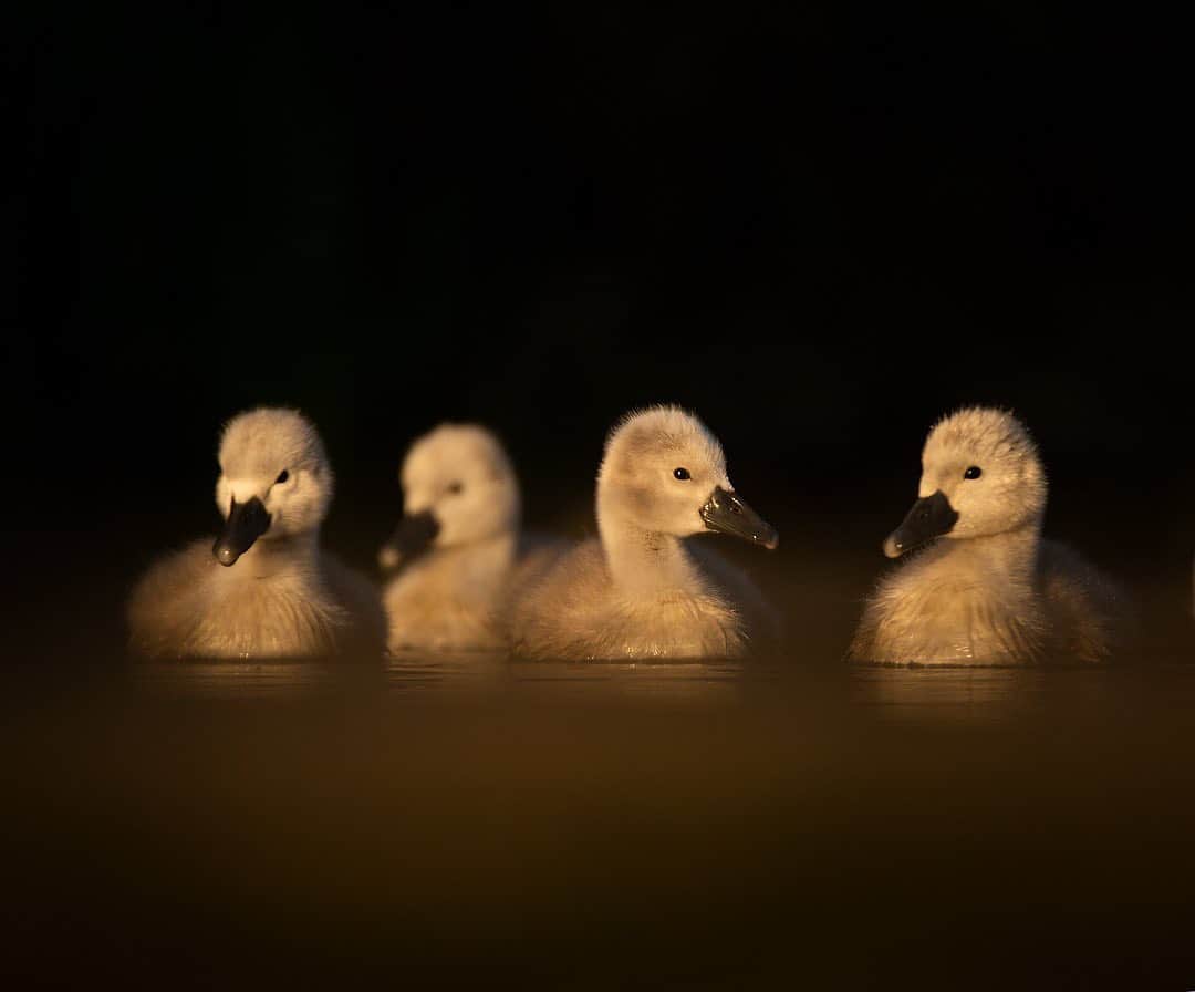 thephotosocietyさんのインスタグラム写真 - (thephotosocietyInstagram)「Photograph by @andyparkinsonphoto/@thephotosociety  Mute swan cygnets in dawn light – Having now spent the last 6-7 years working exhaustively on my house renovation, and then subsequently the building work required in the garden it is only in the last few days that I feel that I am really starting to come back into wildlife photography. Though I’ve dipped in and out of various projects over the years I’ve worked, per year for a maximum of just a few weeks, often with mountain hares, or my swans, foxes and badgers. At the moment I am working at dawn and dusk, sleeping in the day if the opportunity arises but both projects that I’m currently working on are yielding decent results. Take this image for example, captured yesterday morning at dawn, represents something completely new to me, even though swans have been the species that I’ve worked with the most. That being said there are only a few weeks of each year when I do work with them, usually based around critical aspects of their life cycle. When the cygnets are young for example the opportunities are fantastic, weather permitting and as brutal as 4am starts are every morning I’m producing hundreds if not thousands of images. Of course most of them are absolute rubbish, flawed in one way or another but by working hard and reacting organically every now again all of my ducks, or my cygnets will line up in a row. Here I love the coffee colour of the foreground, caused by of all things a concrete weir, testament to the fact that beauty can be found anywhere, as long as one invests enough time exploring, reacting, watching and learning. My elarning continues every day and whilst I adore my cygnets I probably won’t be too devastated if there’s a cloudy morning one morning, I could do with a proper nights’ sleep!」5月21日 6時57分 - thephotosociety