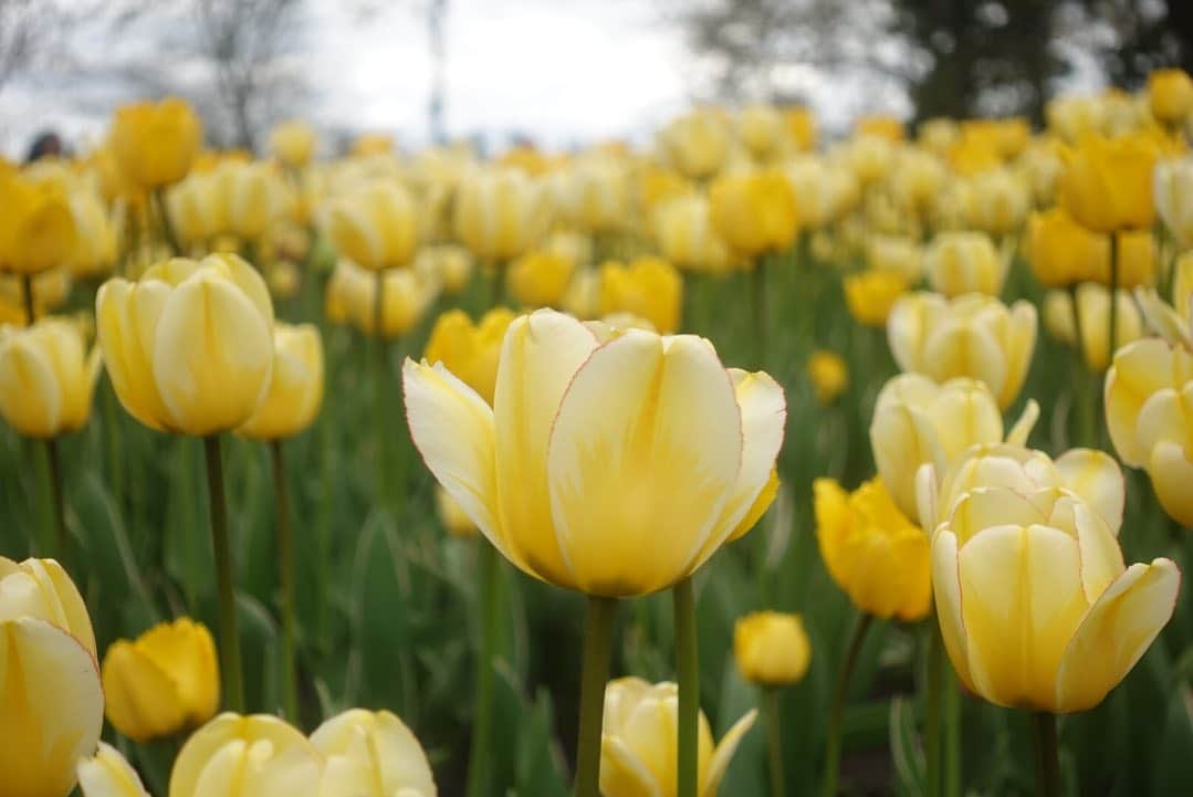 天舞音さらさんのインスタグラム写真 - (天舞音さらInstagram)「オタワ本当に綺麗だった！! そして、私チューリップ大好きだからめっちゃ幸せ🌷 お花の香りに癒されたぁ  I really like tulips  #ottawa#tulip#festival#canada🇨🇦」5月21日 7時07分 - sara.amane