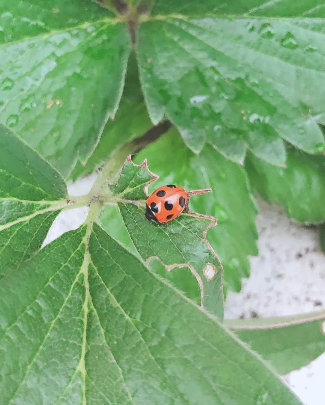 SHINOさんのインスタグラム写真 - (SHINOInstagram)「#スフレ #大好き #パパと♡ #どれが好き #カフェ #我が家にてんとう虫がやってきた #念願のてんとう虫🐞 #ladybug #ladybird」5月21日 7時20分 - shino0605