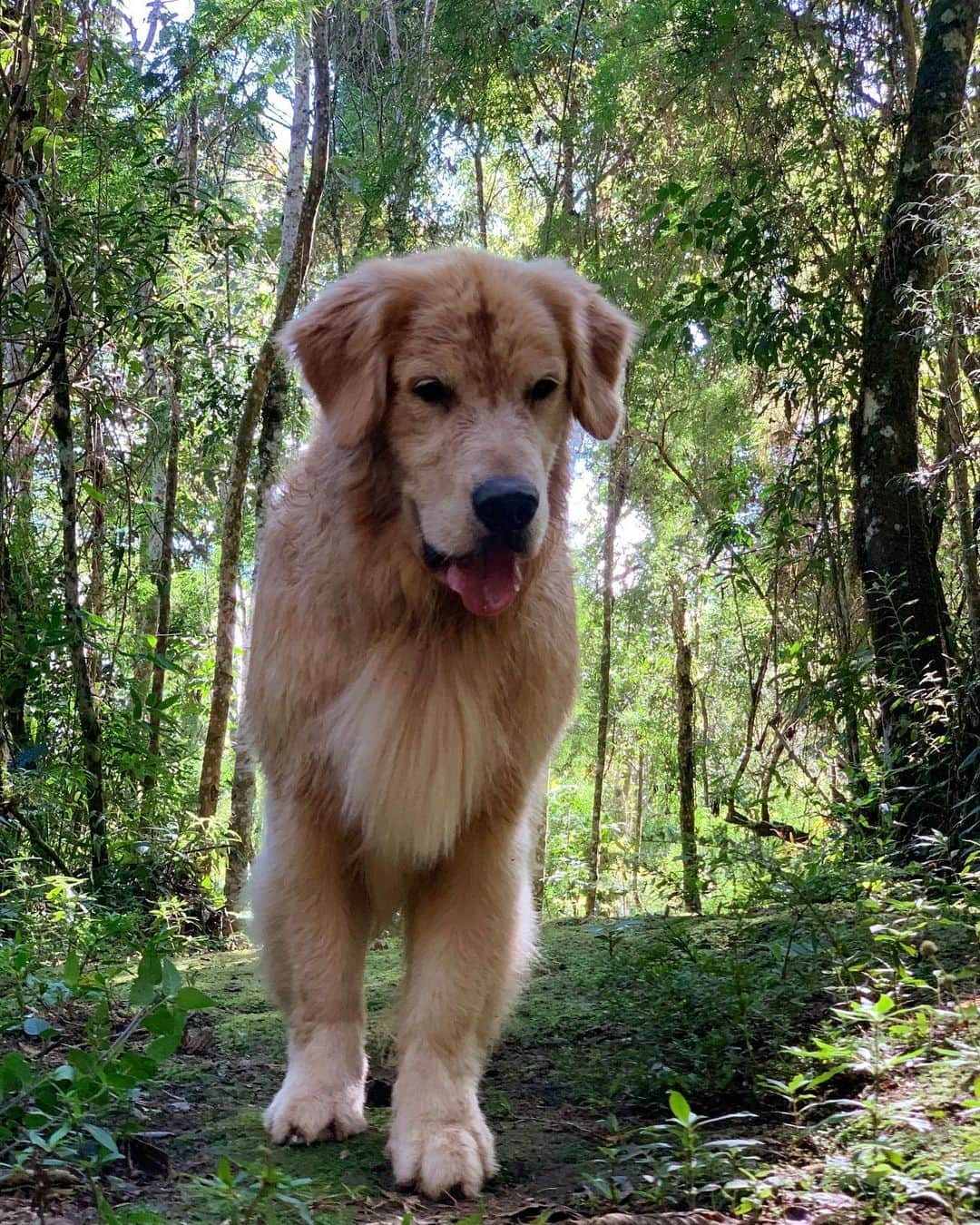 Bobさんのインスタグラム写真 - (BobInstagram)「Que alegria conhecer um lugar onde os pets são tão bem vindos 👏👏👏🐾 @suryapanhotel #hotelpetfriendly #petfriendly #camposdojordao #goldenretriever #goldenretrievers #dogs #dogsofinstagram #pets #petstagram #instagram #instagrammers #instadaily #mondaymood #monday #vejasp #saopaulo #lifestyle」5月21日 7時19分 - bob_marley_goldenretriever