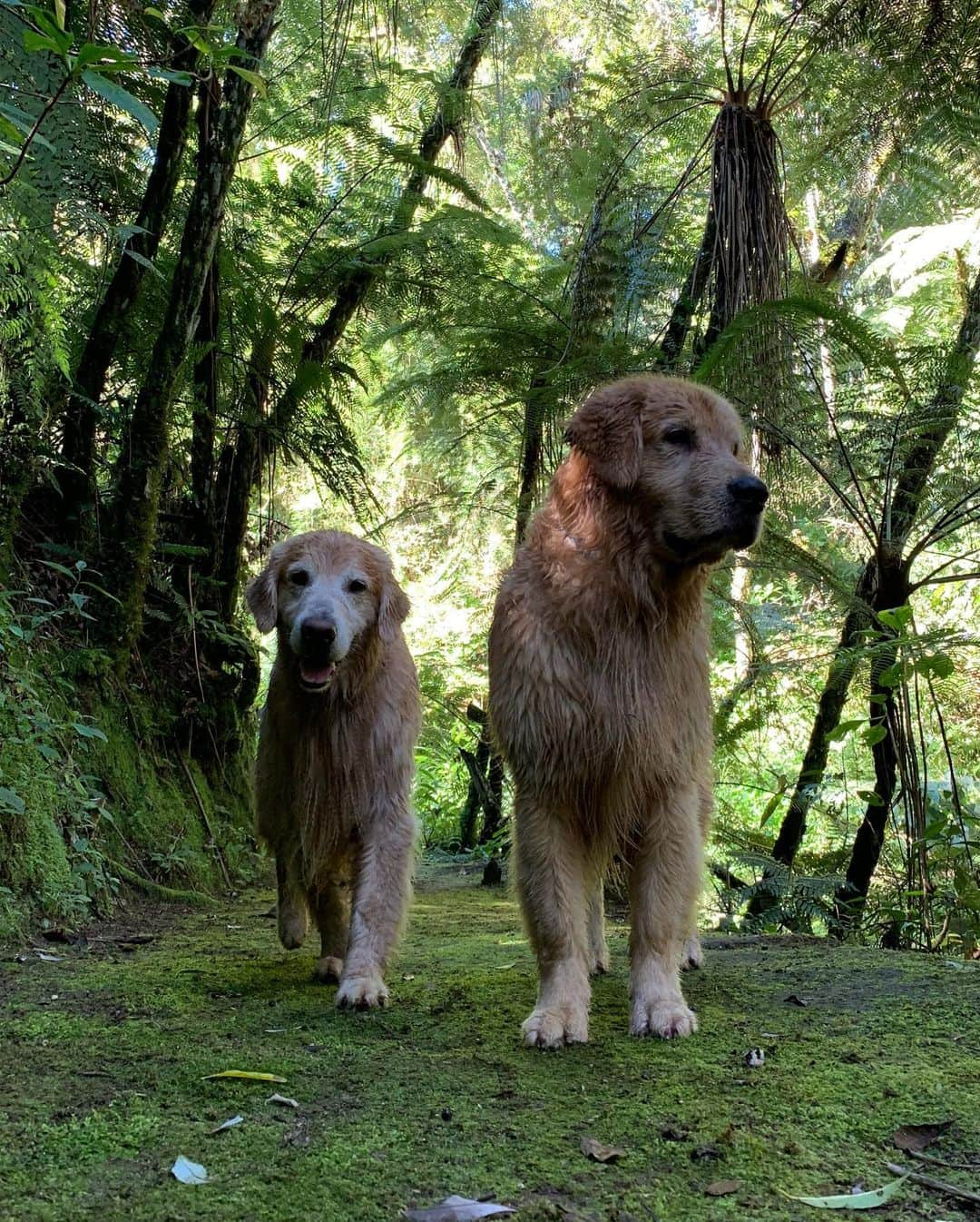 Bobさんのインスタグラム写真 - (BobInstagram)「Que alegria conhecer um lugar onde os pets são tão bem vindos 👏👏👏🐾 @suryapanhotel #hotelpetfriendly #petfriendly #camposdojordao #goldenretriever #goldenretrievers #dogs #dogsofinstagram #pets #petstagram #instagram #instagrammers #instadaily #mondaymood #monday #vejasp #saopaulo #lifestyle」5月21日 7時19分 - bob_marley_goldenretriever