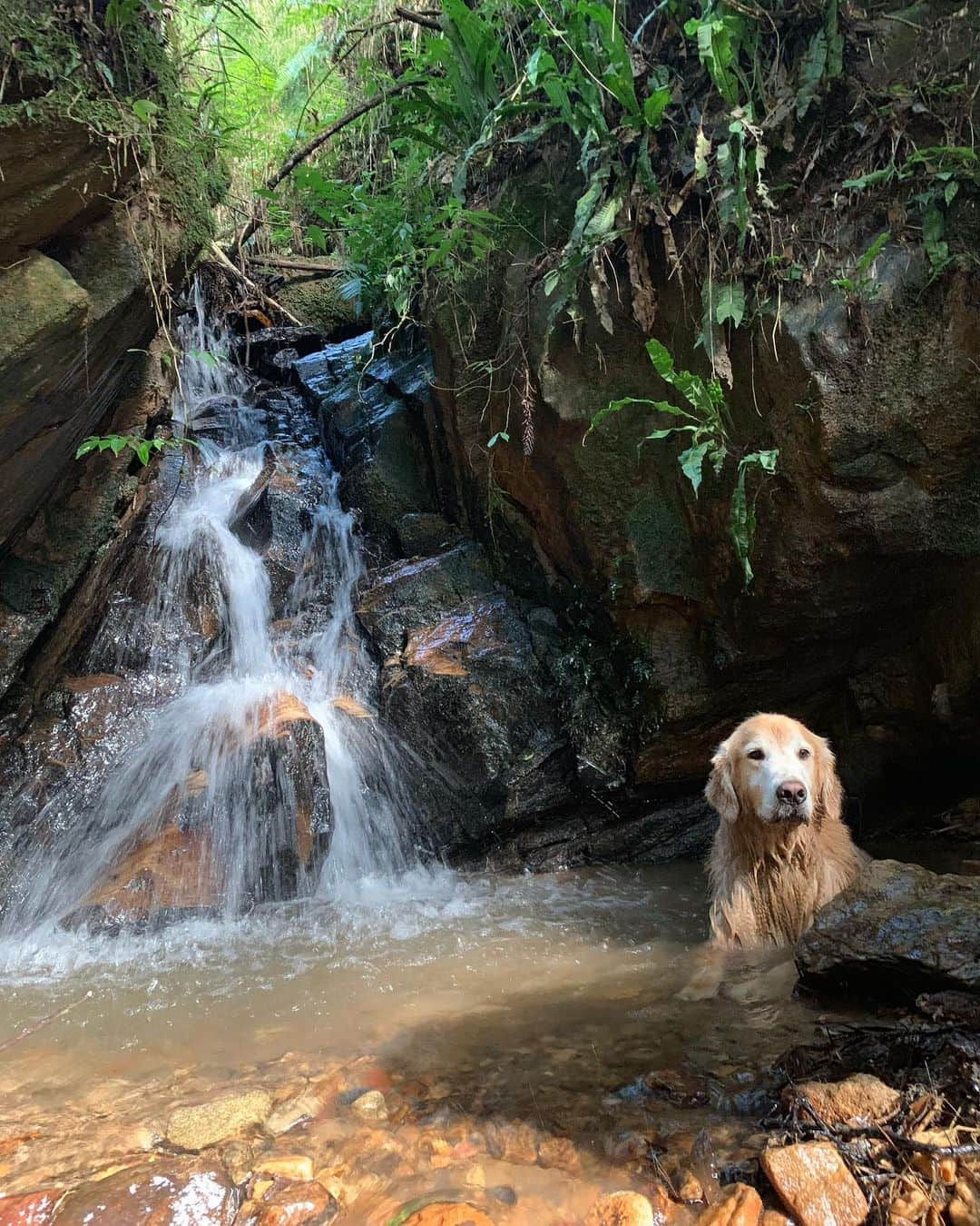 Bobさんのインスタグラム写真 - (BobInstagram)「Que alegria conhecer um lugar onde os pets são tão bem vindos 👏👏👏🐾 @suryapanhotel #hotelpetfriendly #petfriendly #camposdojordao #goldenretriever #goldenretrievers #dogs #dogsofinstagram #pets #petstagram #instagram #instagrammers #instadaily #mondaymood #monday #vejasp #saopaulo #lifestyle」5月21日 7時19分 - bob_marley_goldenretriever