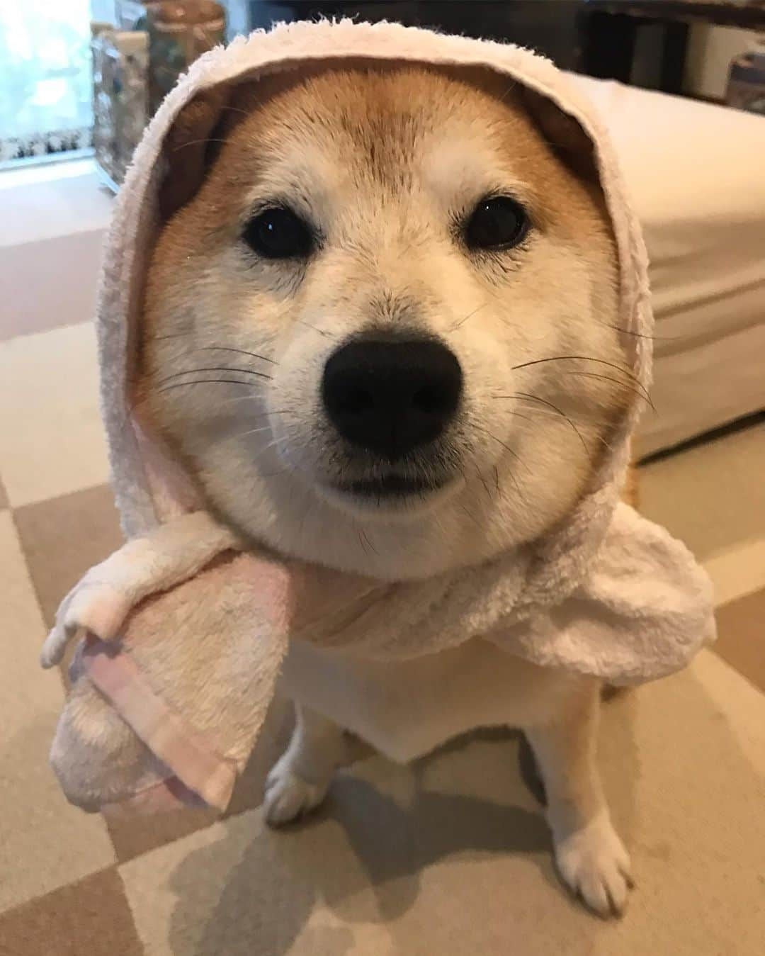 柴犬のモモさんのインスタグラム写真 - (柴犬のモモInstagram)「おはようございます。雨です。お家でトイレ出来ればねー、なんて嘆いても、それは飼い主の怠慢なんですよね #カッパ隊 #ほっかむり #いぬ #イヌ #犬 #柴犬 #赤柴 #日本犬 #犬バカ部 #ふわもこ部 #いぬら部 #癒しわんこ #柴犬マニア #犬のいる暮らし #口角キュキュッと部 #shiba #shibainu #shibadog #dogstagram #dogsofinstagram #shibastagram #shibasofinstagram #shibamania #inu #instadog #toyota_dog」5月21日 7時34分 - shi_ba_i_nu_momo