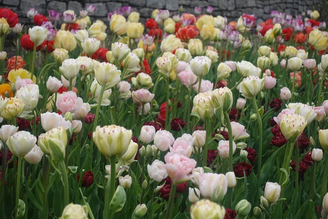 天舞音さらさんのインスタグラム写真 - (天舞音さらInstagram)「可愛すぎて これって決められないから 全部載せる(￣^￣)ww  Because all tulips are so cute, I can't choose which picture is the best. so I upload it a lot..lol #rulip#canada🇨🇦 #ottawa #festival」5月21日 7時37分 - sara.amane