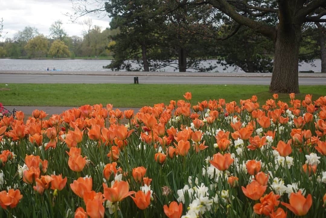 天舞音さらさんのインスタグラム写真 - (天舞音さらInstagram)「可愛すぎて これって決められないから 全部載せる(￣^￣)ww  Because all tulips are so cute, I can't choose which picture is the best. so I upload it a lot..lol #rulip#canada🇨🇦 #ottawa #festival」5月21日 7時37分 - sara.amane