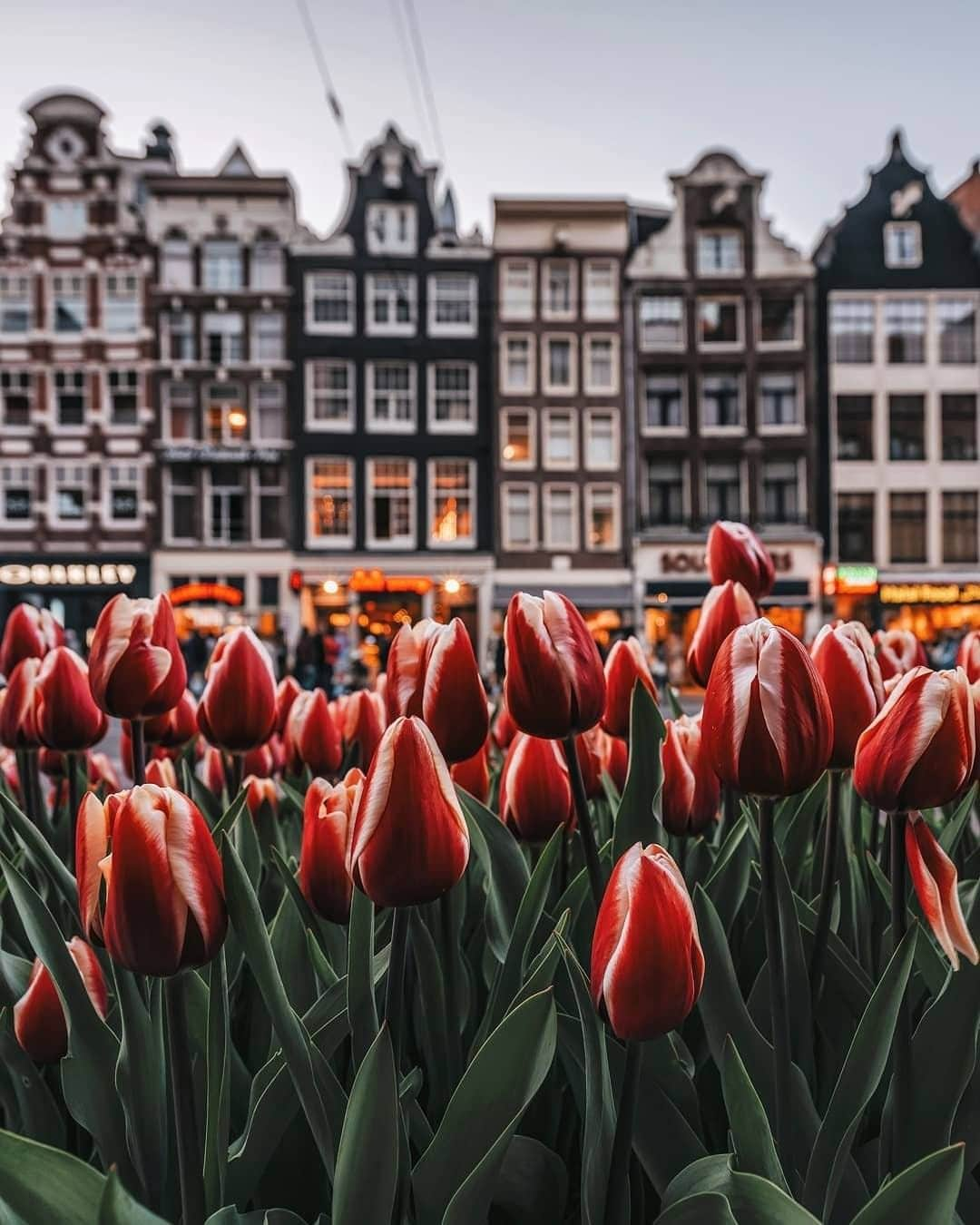 Travel + Leisureさんのインスタグラム写真 - (Travel + LeisureInstagram)「There’s no bad time to go to Amsterdam, but tulip season is particularly spectacular 🌷 Find out what you need to do on your next trip at the link in bio! #tlpicks courtesy of @een_wasbeer」5月21日 7時41分 - travelandleisure