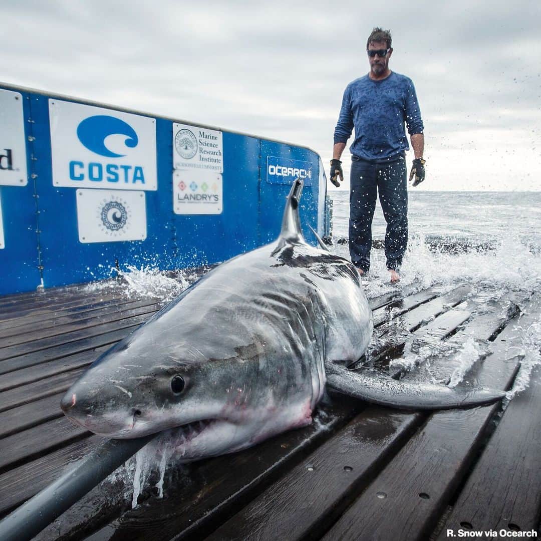ABC Newsさんのインスタグラム写真 - (ABC NewsInstagram)「GREAT WHITE SPOTTED: A great white shark measuring nearly 10 feet long has been tracked in Long Island Sound off the Connecticut shore for the first time ever, marine researchers said on Monday. The great white is being tracked by the ocean research group Ocearch, which has been tracking the shark since last year, Chris Fischer, founder of the research group, told ABC News. "Be advised! For the first time ever, we are tracking a white shark in the Long Island Sound," Ocearch researchers tweeted Monday. The photos of the shark out of the water show researchers tagging the animal before releasing it. Fischer said the shark measures 9-feet 8-inches and was spotted off the shore of Greenwich, Connecticut. "To see him that deep into the Sound I think that that is a fantastic sign for the region and really interesting development for us because we just haven't seen them that deep into the Sound previously," Fischer said. He said the presence of the shark in Long Island Sound indicates an abundance of sea life in the area for the predator to feed on. He said he didn't believe there was any imminent danger for swimmers in the area, but cautioned that people should "demonstrate common sense" before going into the water. #greatwhite #shark #longislandsound #connecticut」5月21日 7時43分 - abcnews