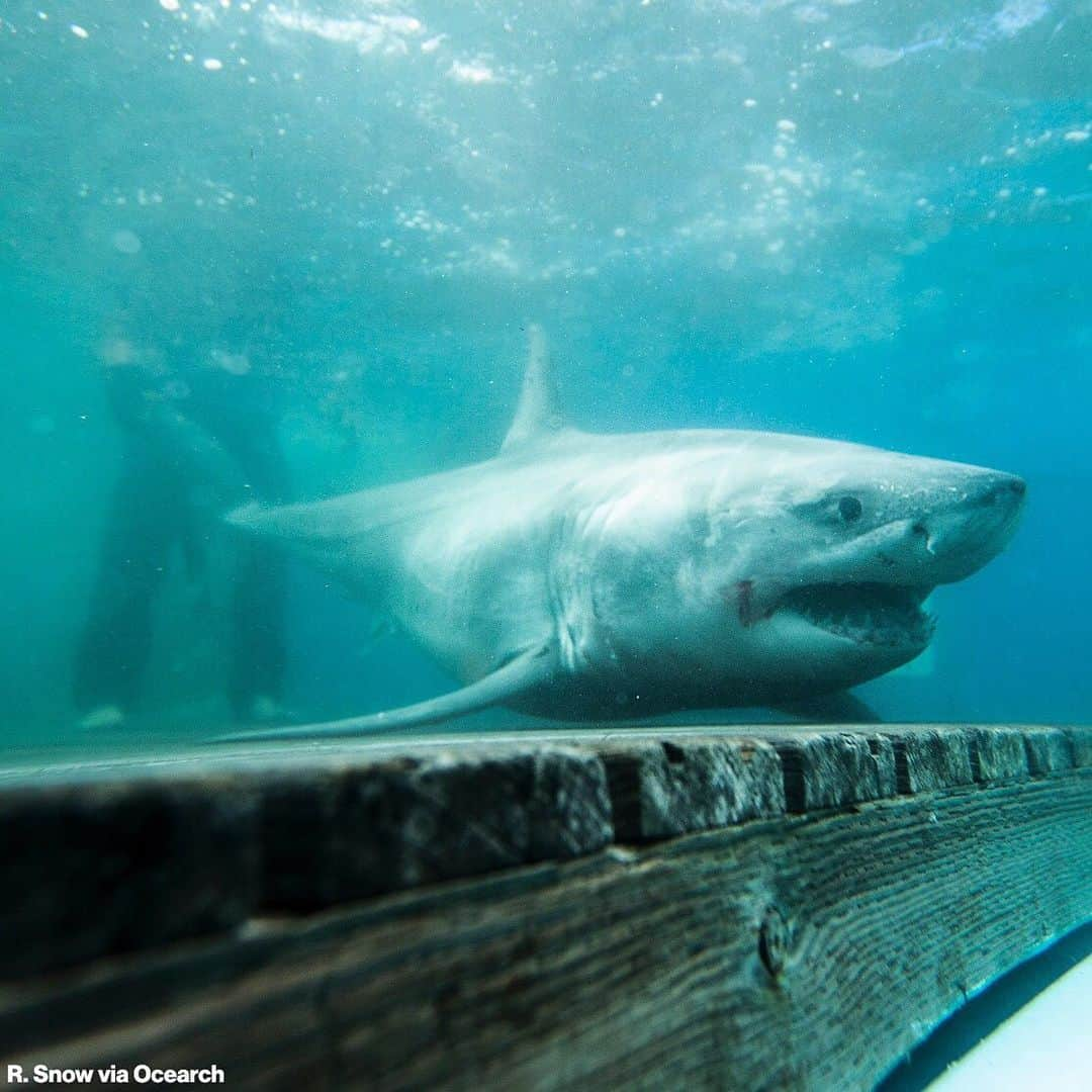 ABC Newsさんのインスタグラム写真 - (ABC NewsInstagram)「GREAT WHITE SPOTTED: A great white shark measuring nearly 10 feet long has been tracked in Long Island Sound off the Connecticut shore for the first time ever, marine researchers said on Monday. The great white is being tracked by the ocean research group Ocearch, which has been tracking the shark since last year, Chris Fischer, founder of the research group, told ABC News. "Be advised! For the first time ever, we are tracking a white shark in the Long Island Sound," Ocearch researchers tweeted Monday. The photos of the shark out of the water show researchers tagging the animal before releasing it. Fischer said the shark measures 9-feet 8-inches and was spotted off the shore of Greenwich, Connecticut. "To see him that deep into the Sound I think that that is a fantastic sign for the region and really interesting development for us because we just haven't seen them that deep into the Sound previously," Fischer said. He said the presence of the shark in Long Island Sound indicates an abundance of sea life in the area for the predator to feed on. He said he didn't believe there was any imminent danger for swimmers in the area, but cautioned that people should "demonstrate common sense" before going into the water. #greatwhite #shark #longislandsound #connecticut」5月21日 7時43分 - abcnews