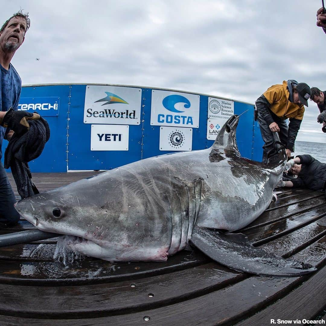 ABC Newsさんのインスタグラム写真 - (ABC NewsInstagram)「GREAT WHITE SPOTTED: A great white shark measuring nearly 10 feet long has been tracked in Long Island Sound off the Connecticut shore for the first time ever, marine researchers said on Monday. The great white is being tracked by the ocean research group Ocearch, which has been tracking the shark since last year, Chris Fischer, founder of the research group, told ABC News. "Be advised! For the first time ever, we are tracking a white shark in the Long Island Sound," Ocearch researchers tweeted Monday. The photos of the shark out of the water show researchers tagging the animal before releasing it. Fischer said the shark measures 9-feet 8-inches and was spotted off the shore of Greenwich, Connecticut. "To see him that deep into the Sound I think that that is a fantastic sign for the region and really interesting development for us because we just haven't seen them that deep into the Sound previously," Fischer said. He said the presence of the shark in Long Island Sound indicates an abundance of sea life in the area for the predator to feed on. He said he didn't believe there was any imminent danger for swimmers in the area, but cautioned that people should "demonstrate common sense" before going into the water. #greatwhite #shark #longislandsound #connecticut」5月21日 7時43分 - abcnews