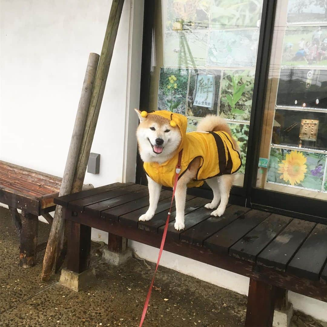 てんパパさんのインスタグラム写真 - (てんパパInstagram)「雨でも元気。 水たまりに雨が落ちてできる泡を潰しにかかるてんこ。 #勝者なき闘い #朝んぽ #雨んぽ #ブンブン部 #honeybeeraincoat #水たまり愛好犬」5月21日 8時13分 - tenchan.shiba