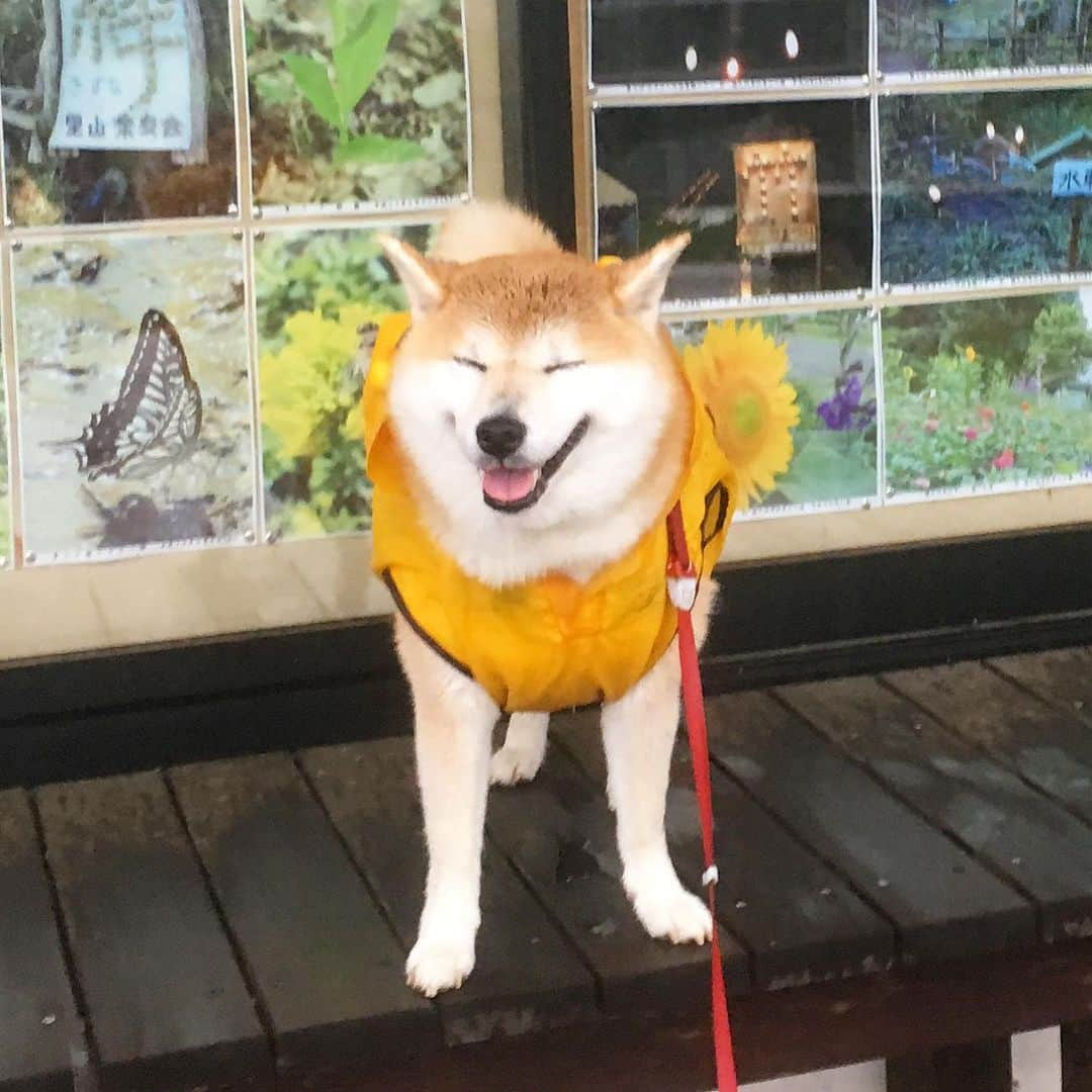 てんパパさんのインスタグラム写真 - (てんパパInstagram)「雨でも元気。 水たまりに雨が落ちてできる泡を潰しにかかるてんこ。 #勝者なき闘い #朝んぽ #雨んぽ #ブンブン部 #honeybeeraincoat #水たまり愛好犬」5月21日 8時13分 - tenchan.shiba