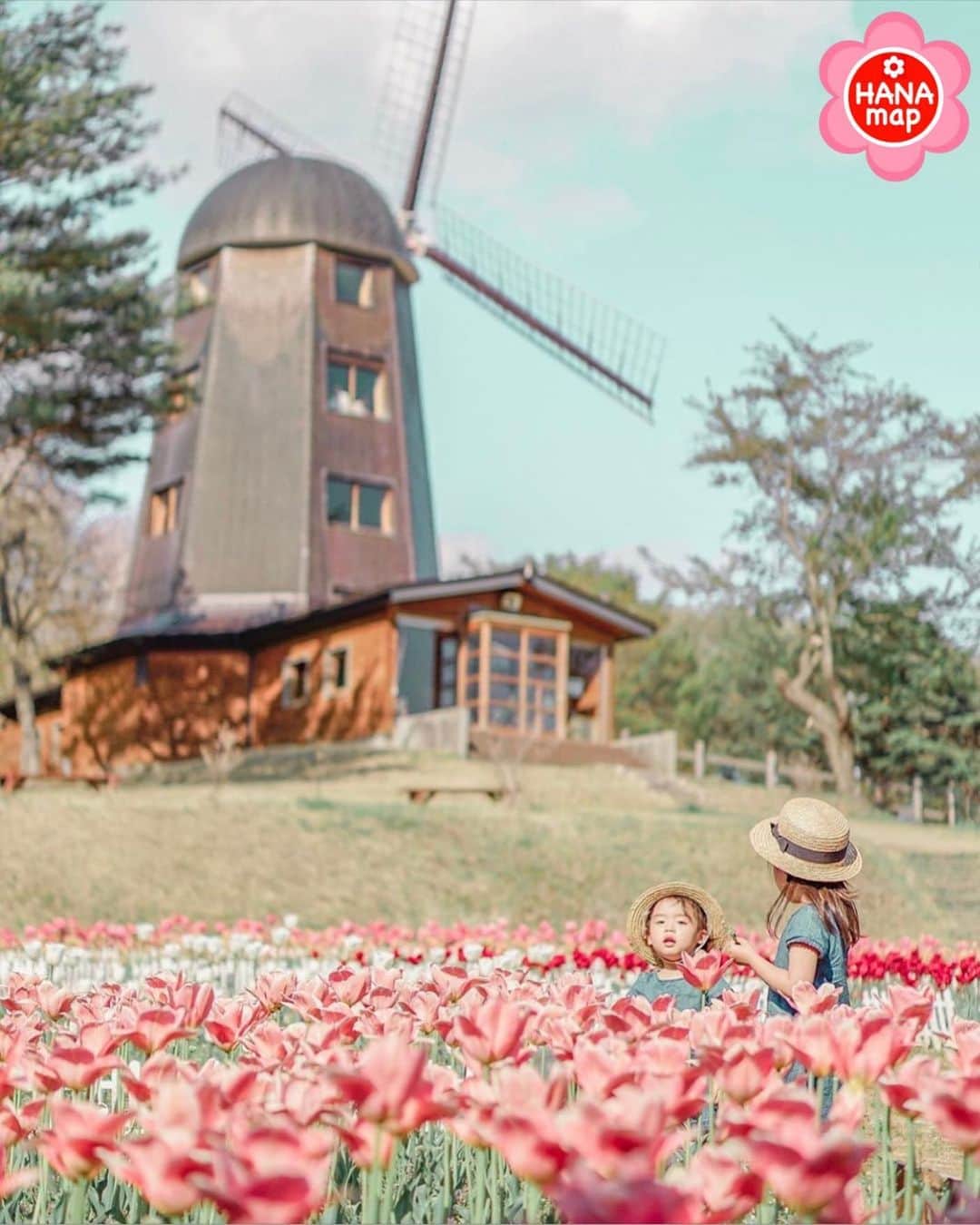 はなまっぷ❁日本の花風景さんのインスタグラム写真 - (はなまっぷ❁日本の花風景Instagram)「🌸はなまっぷ🌸 * @eri.andar さんの 花のある風景に花まるを💮 * オランダのような風車も素敵✨カラフルなチューリップ畑をありがとうございます😊🌸 * * 岩手  #雪谷川ダムフォリストパーク Karumai, Iwate Pref. * 🌼チューリップの花言葉📝🌼 思いやり * 🌸•••🌸•••🌸•••🌸•••🌸•••🌸 * いつも素敵なお花をありがとうございます😊 日本の花のある風景にタグ付けしてください🌸 お花があれば何でもOKです💓 #はなまっぷ * #日本の美しい花風景#花のある風景#花#花言葉#花畑#チューリップ#軽米フォリストパーク」5月20日 23時24分 - hanamap