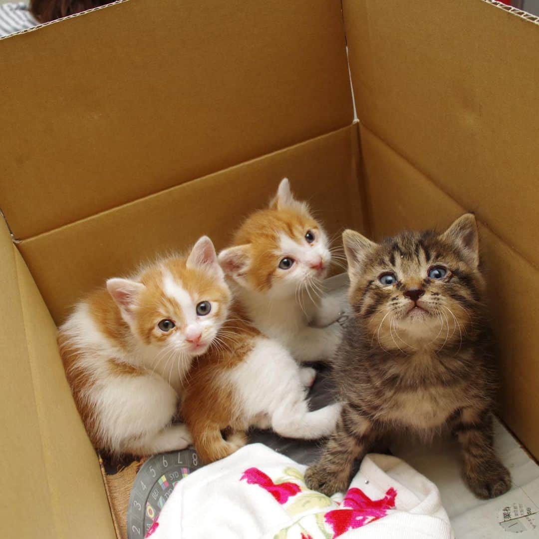 Kachimo Yoshimatsuさんのインスタグラム写真 - (Kachimo YoshimatsuInstagram)「おいなりちゃん、うちに来た日。 1歳になりました。 #uchinonekora #oinari #neko #cat #catstagram #kachimo #猫 #ねこ #うちの猫ら http://kachimo.exblog.jp」5月20日 23時51分 - kachimo