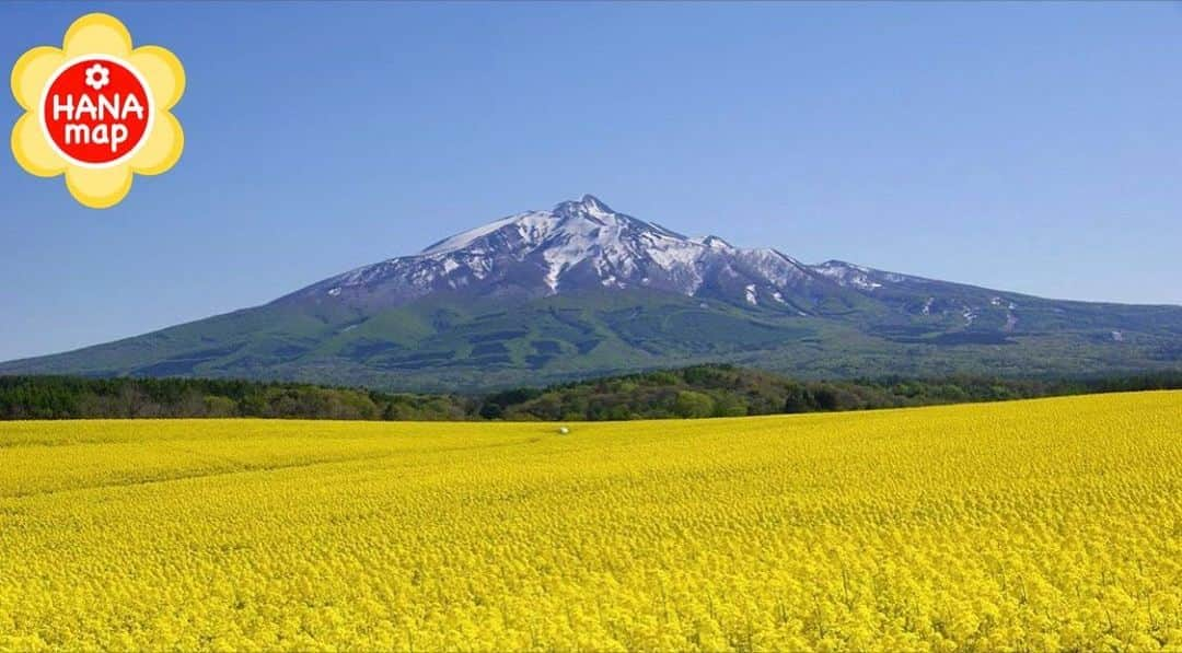 はなまっぷ❁日本の花風景のインスタグラム