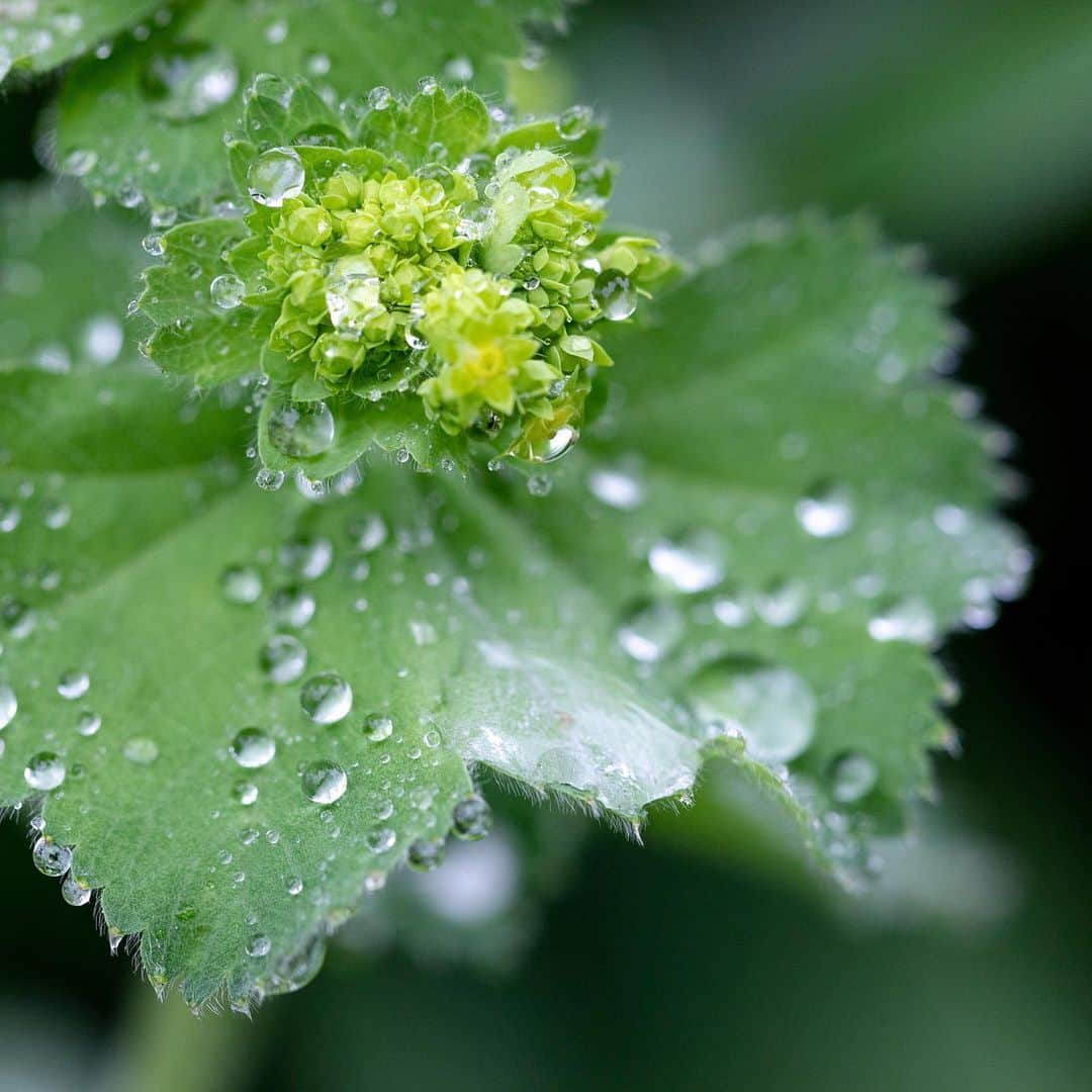 ニューヨーク植物園さんのインスタグラム写真 - (ニューヨーク植物園Instagram)「🌿💧 Lady’s mantle (#Alchemillamollis) adorns itself in jewels whenever the rain or morning dew comes along. #plantlove」5月21日 0時05分 - nybg