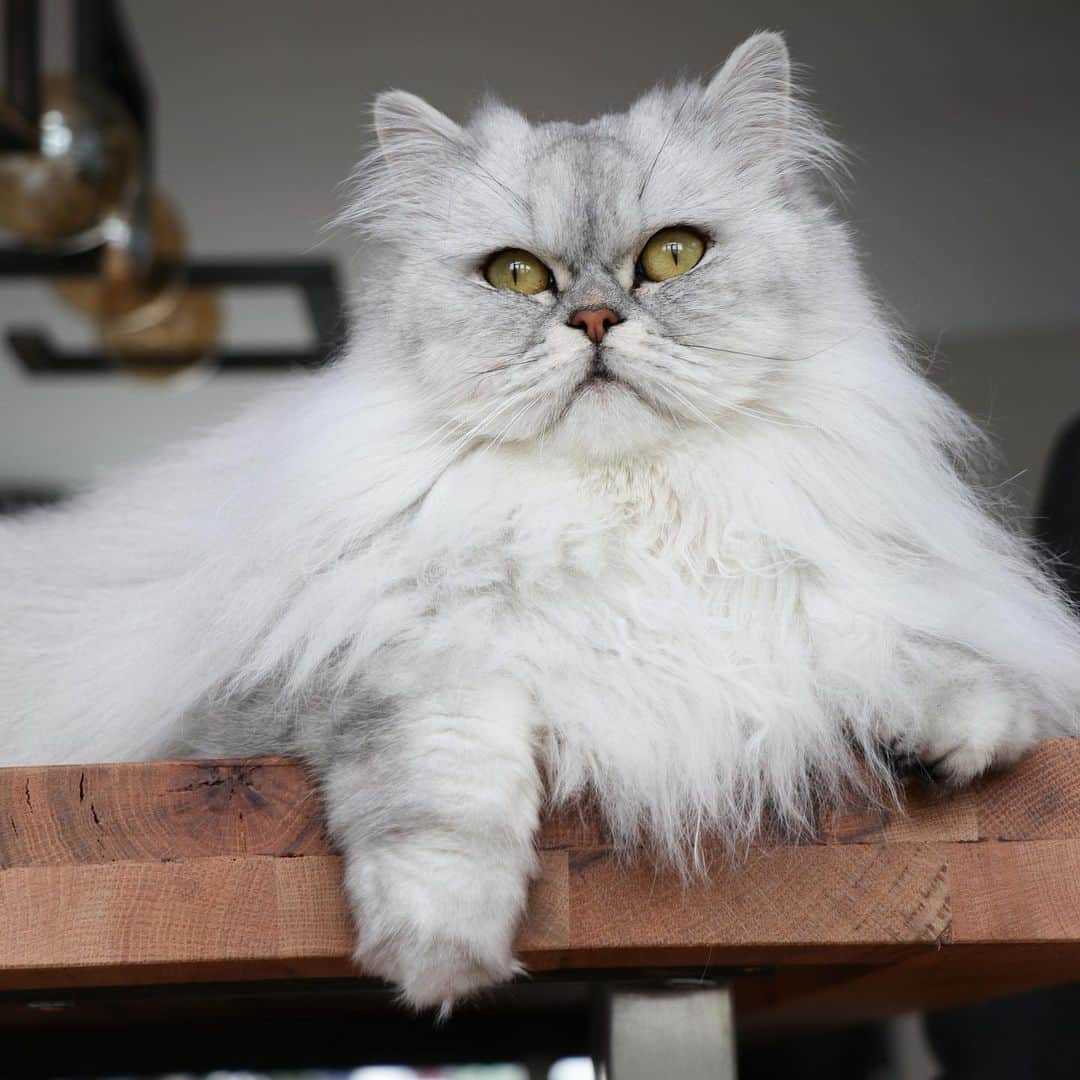 Milkshake the Catのインスタグラム：「Happy birthday buddy! 🎉 It’s his 3rd today!」