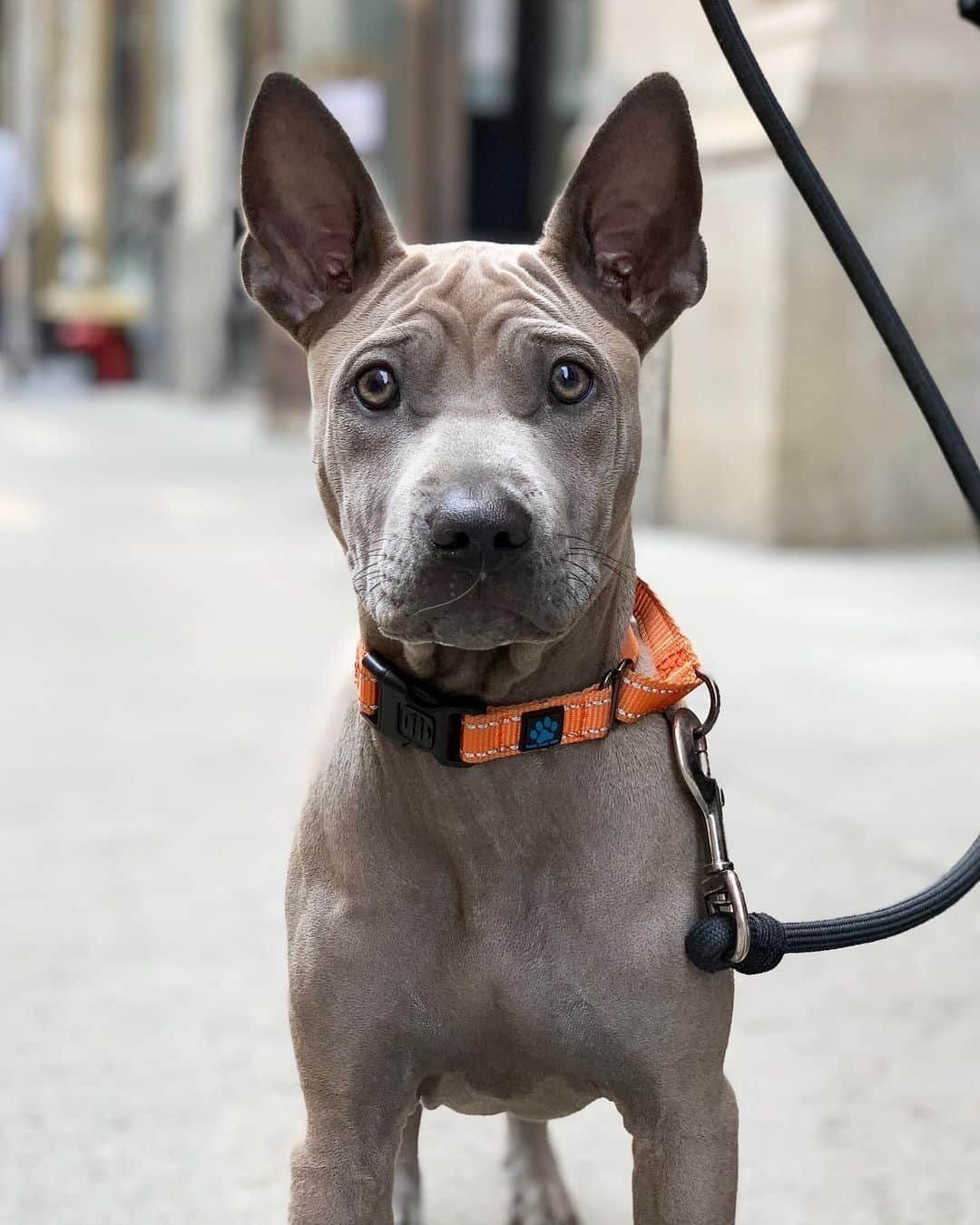 The Dogistさんのインスタグラム写真 - (The DogistInstagram)「Gisele, Thai Ridgeback (4 m/o), 17th & Broadway, New York, NY @giseleisblue」5月21日 0時30分 - thedogist