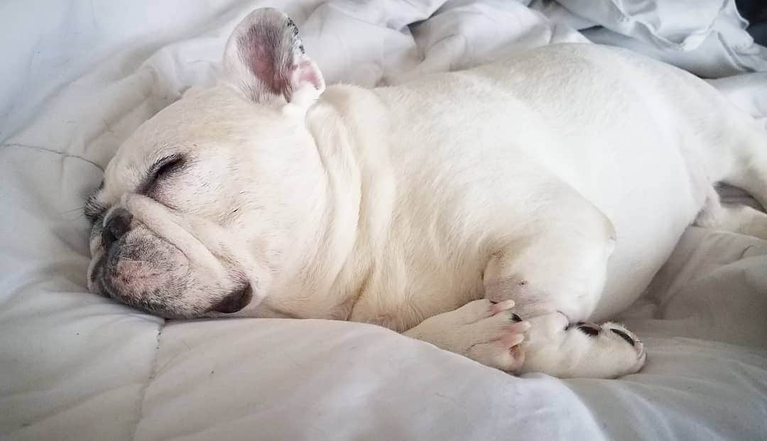 Manny The Frenchieのインスタグラム：「No thanks Monday, I'm going to continue my weekend by simply not waking up today! 😁💤」