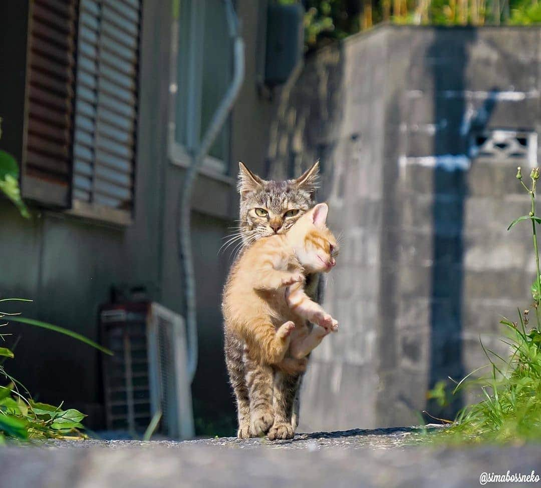 Pleasant Catsさんのインスタグラム写真 - (Pleasant CatsInstagram)「📷 from @simabossneko 😍💕 #pleasantcats」5月21日 0時25分 - pleasantcats