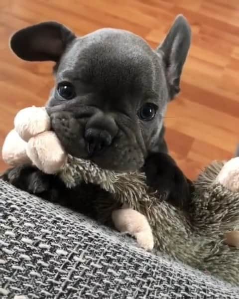 French Bulldogのインスタグラム