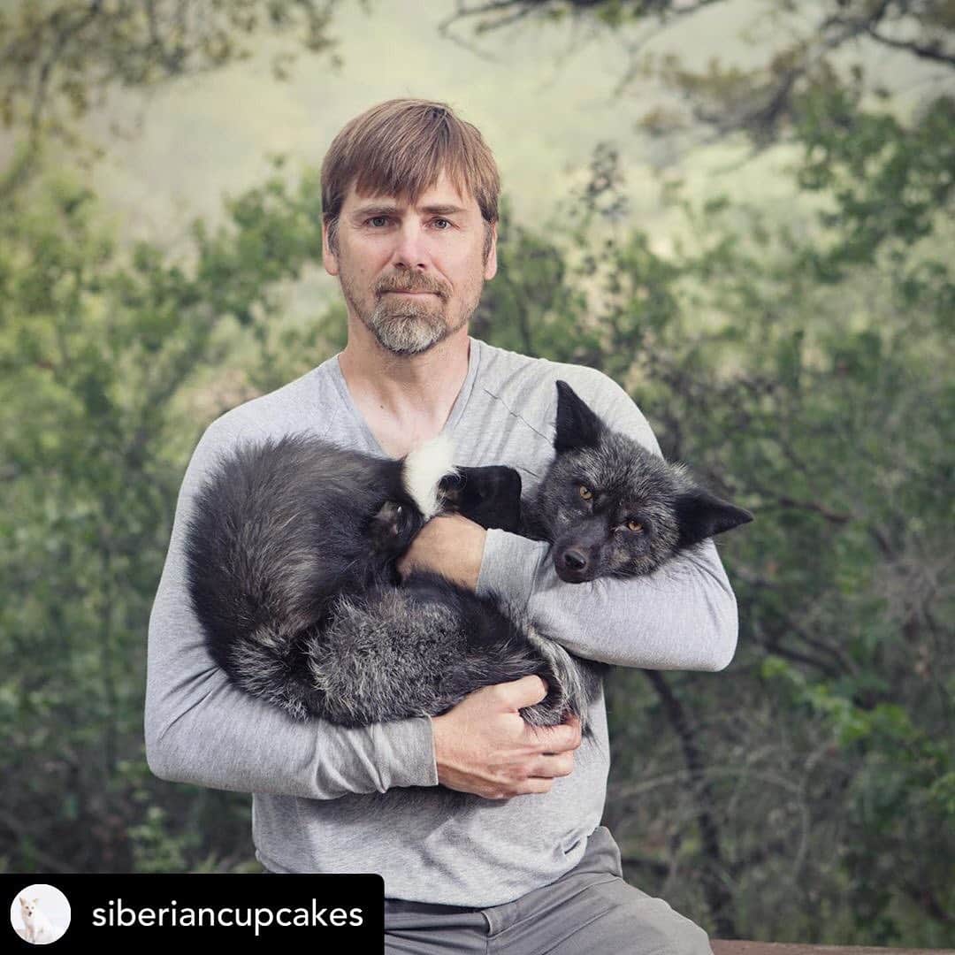 Rylaiさんのインスタグラム写真 - (RylaiInstagram)「Another beautiful photo of our time with @buckthecubicle . Posted @withrepost • @siberiancupcakes Monday inspiration: start the week with intention- #BeFierce #bewildlyclever #BeFoxy . Photo part of the #purposedriven project being created by @buckthecubicle . Featuring Dave Bassett, Co-Founder of the @Jabcecc and #Mikhail, Fox Ambassador, Russian domesticated fox. . Thank you to @carlycosmetic and @toridoeshair for their support on this project! . Check out our Non-Profit page @jabcecc or www.siberiancupcakes.com . #lovefoxes #silverfox #photography #redfox #belyaevfox #canid #conservation #foxesofig #foxes #foxesofinstagram #russiandomesticatedfoxes #amanandhisfox #nonprofit #socal #sandiego #photooftheday #supportlocal」5月21日 0時42分 - jabcecc