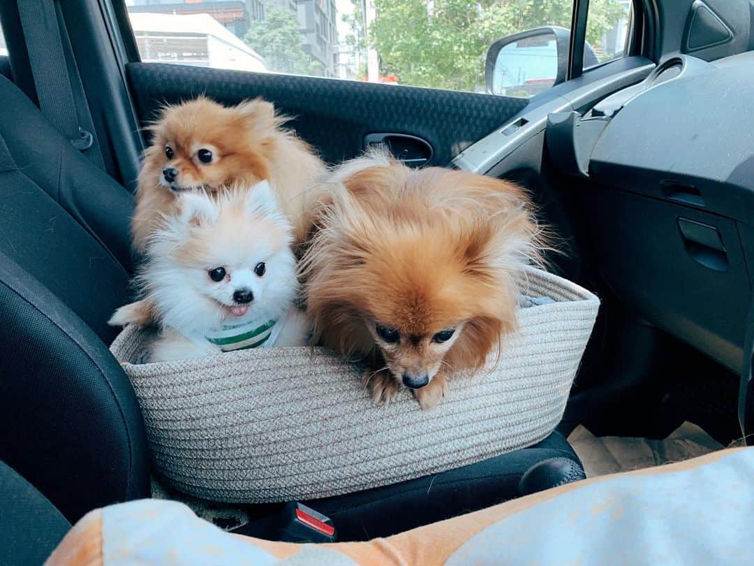 r_oseのインスタグラム：「Watch out! Mom... I’m coming to you🐻〰️」