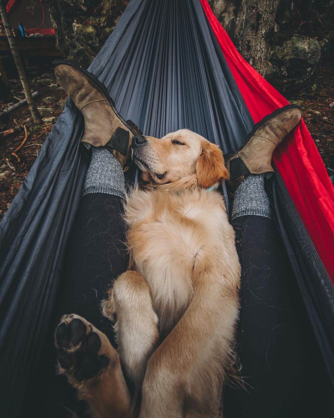 DogsOf Instagramさんのインスタグラム写真 - (DogsOf InstagramInstagram)「“keep calm and nap on” writes @eastonofthewild  #dogsofinstagram」5月21日 1時12分 - dogsofinstagram