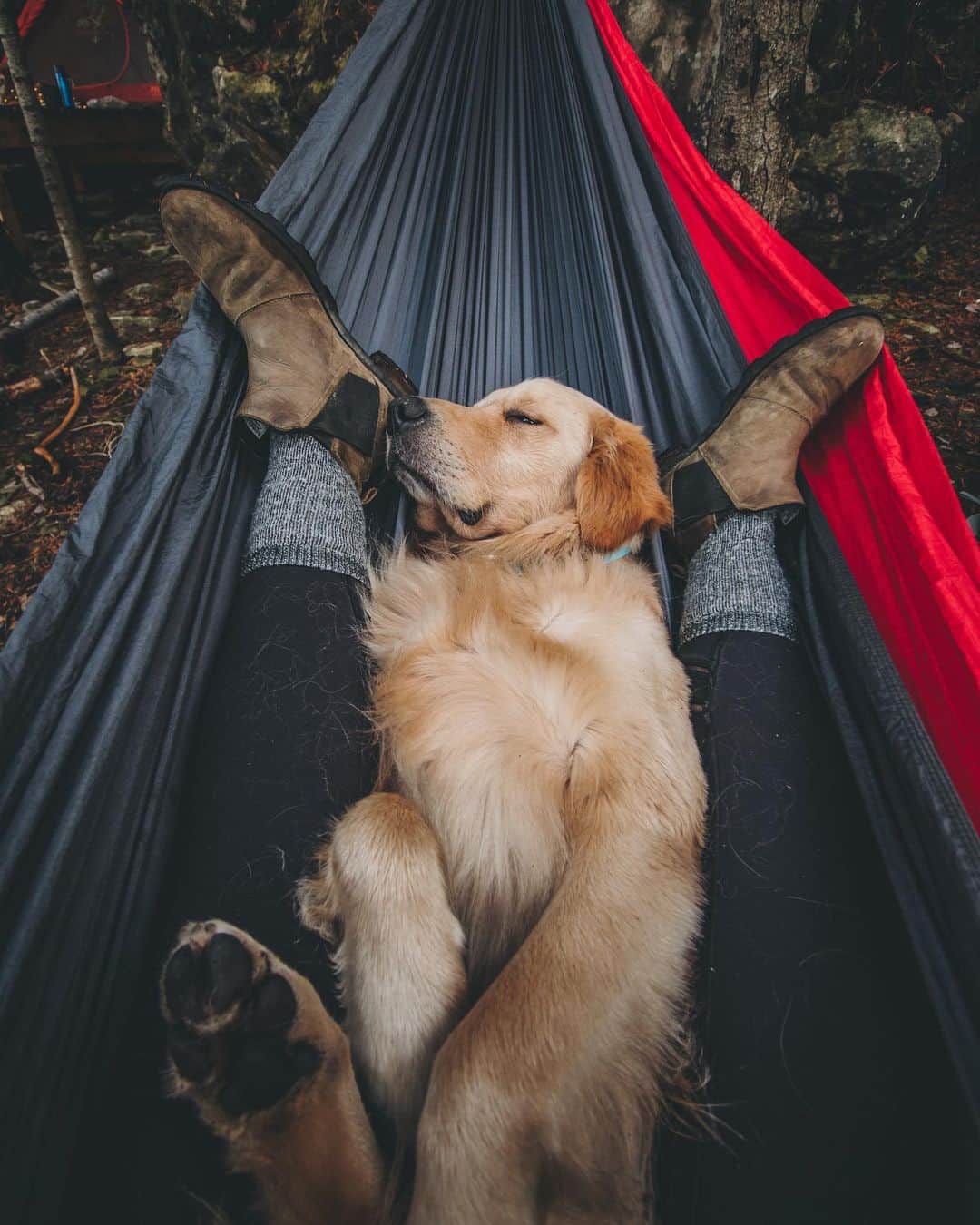 DogsOf Instagramのインスタグラム：「“keep calm and nap on” writes @eastonofthewild  #dogsofinstagram」