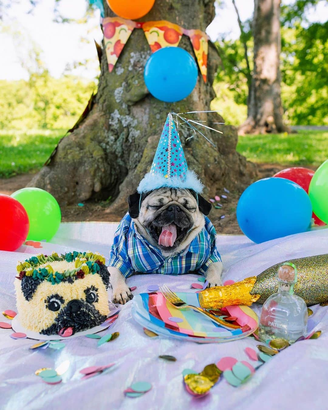 itsdougthepugさんのインスタグラム写真 - (itsdougthepugInstagram)「It’s my Birthday and u better party!! 🎉🎂」5月21日 1時24分 - itsdougthepug