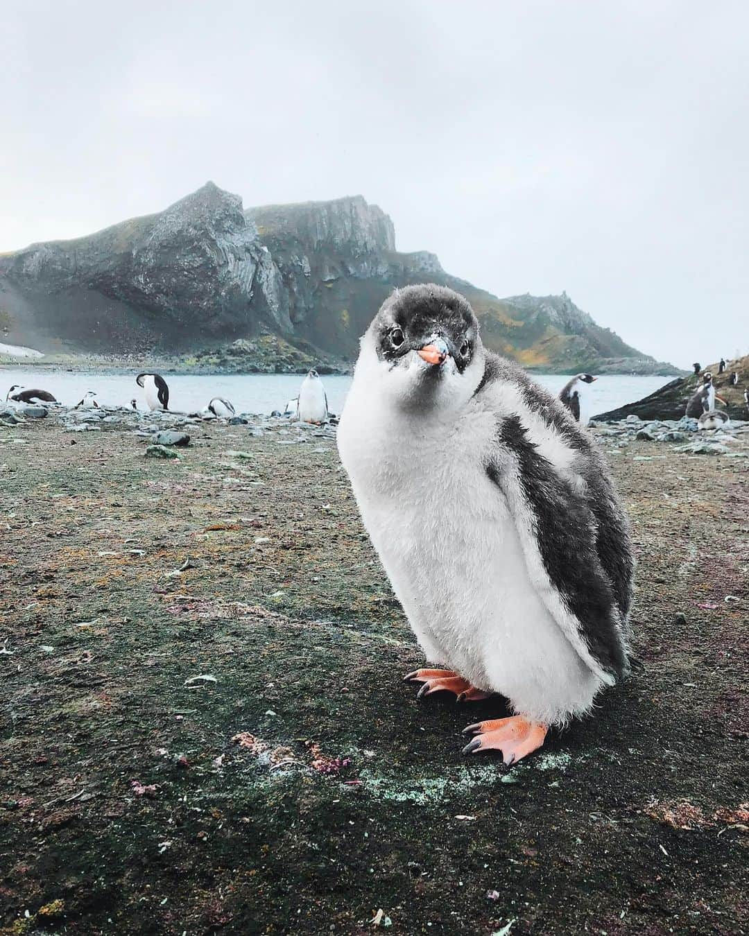 Discoveryさんのインスタグラム写真 - (DiscoveryInstagram)「“A Gentoo Penguin chick in Antarctica leaves the security of its parents and their nest for the first time to explore its surroundings.” 📸 + caption by John Bozinov (@johnbozinov) . . . . #photography #photooftheday #explore #naturephotography #nature #potd #worldtraveler #wildlifeIG #penguin #Antarctica #instanature #birdsofIG」5月21日 1時26分 - discovery