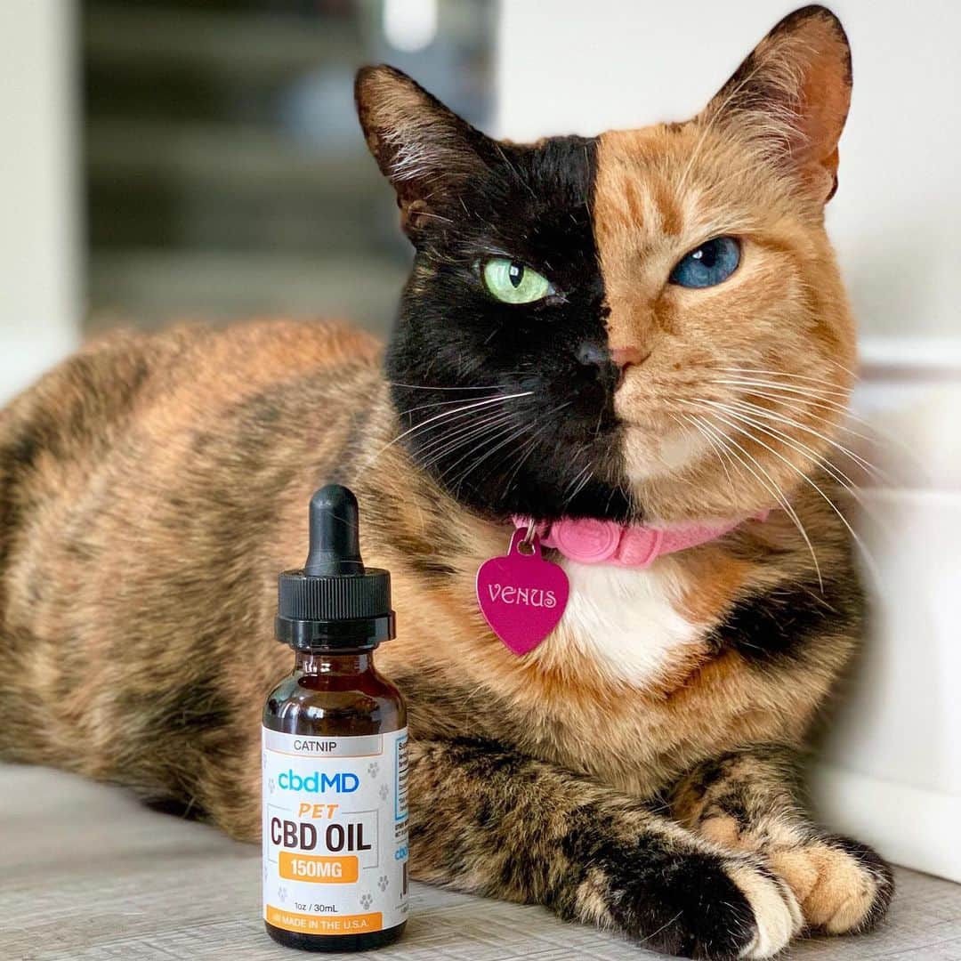 Venus Cat さんのインスタグラム写真 - (Venus Cat Instagram)「Since starting a CBD oil regimen from @cbdmd.usa , our family (both human and pet) has seen improvements in various ways which we’ve talked about in previous posts. 🐾 What has been especially heart warming for us is hearing the various ways it’s helped you and your pets through the many comments & DMs we get each time we post about it. 😺 Thank you for sharing your positive experiences with us and others. ❤️ To learn more about how CBD oil may be helpful to your pet go to www.cbdMD.com (link in bio). Use coupon code VENUS for 20% off your 1st order!  All @cbdmd.usa products are THC-free & non-GMO. 🐾 #cbdoil #sponsored」5月21日 1時26分 - venustwofacecat