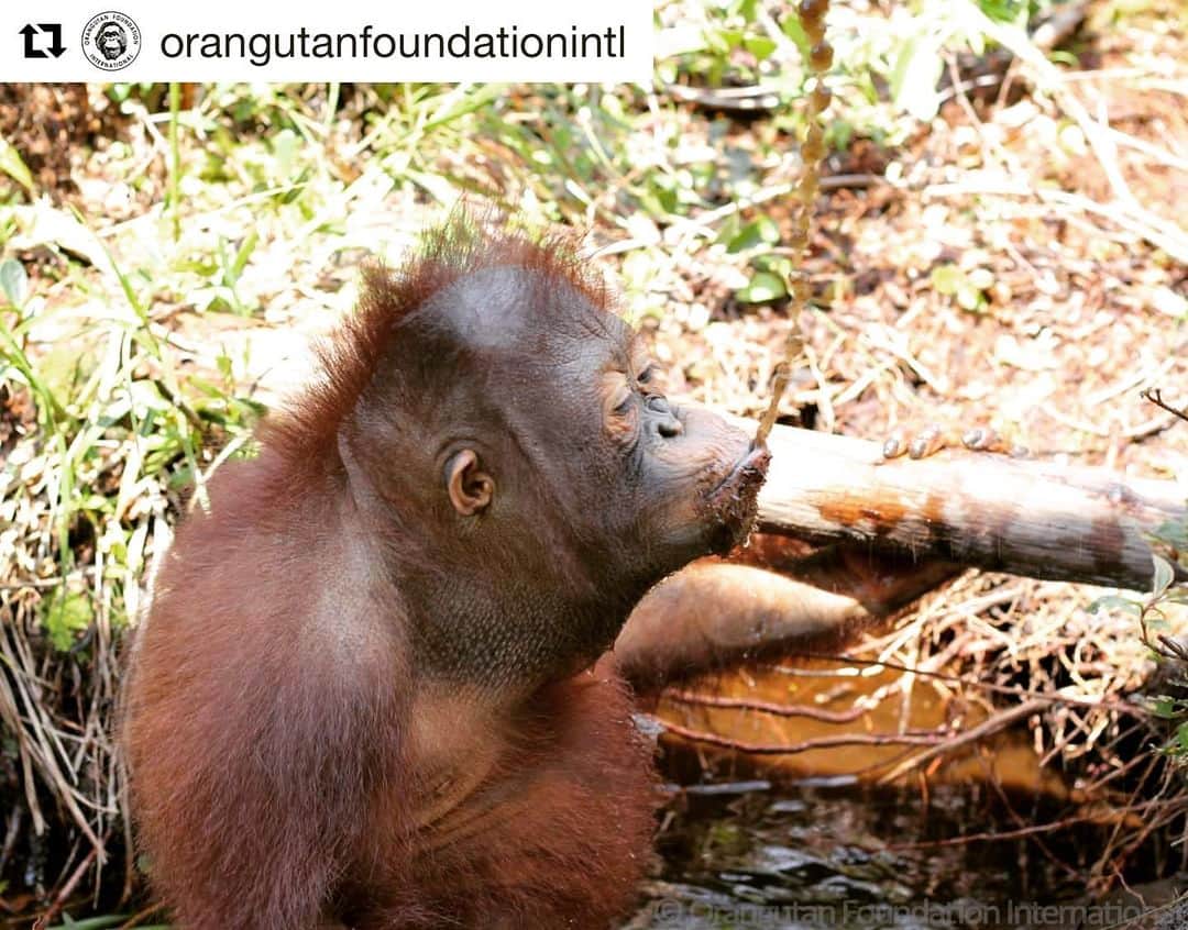 OFI Australiaさんのインスタグラム写真 - (OFI AustraliaInstagram)「Like all living things, #orangutans need #water and in the Learning Forest, this usually means finding a pool on the ground for drinking💧. Orangutans will scoop up the water with their hands to drink - and sometimes playful juvenile orangutans like Iribe like to spit some of it back out like a fountain! #Borneo #SaveOrangutan」5月21日 1時40分 - ofi_australia