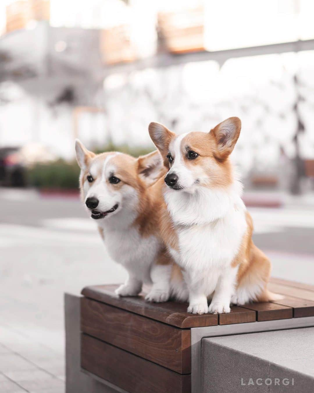 Geordi La Corgiさんのインスタグラム写真 - (Geordi La CorgiInstagram)「You just KNOW these two are talking smack about you behind your back @tofu_corgi」5月21日 1時35分 - lacorgi