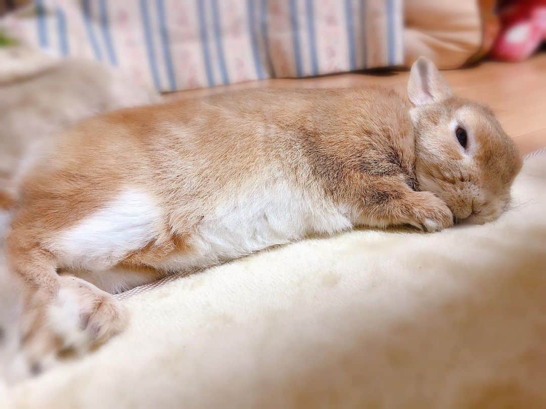 ラン?さんのインスタグラム写真 - (ラン?Instagram)「おやすみなさい( =˘ω˘= )ｽﾔｧ……zzZ ☆ おててもあんよもクロス😊 素敵な夢を～☽･:* ☆ #うさぎ #ネザーランドドワーフ #rabbit #bunny #bunnystagram  #rabbitstagram  #cute  #かわいい #ふわもこ部  #もふもふ  #zip写真部  #アニマル写真部 #instagramjapan #netherlanddwarf #うさぎと暮らす  #うさぎのいる暮らし #癒し #kawaii #ランちゃん  2019.05.21」5月21日 1時49分 - mofumofuusako