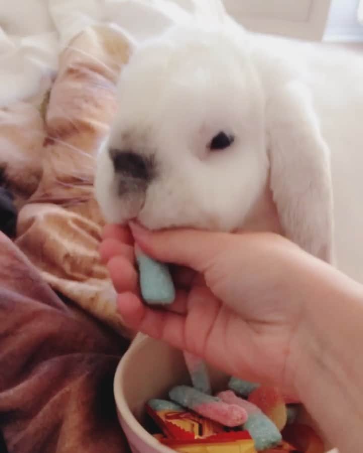 のインスタグラム：「He was such a cheeky little bunny and wanted to eat literally anything that was food.  Please don’t ever give your bunny human candy. As you can see he didn’t get a bite as I took it out of his mouth.」