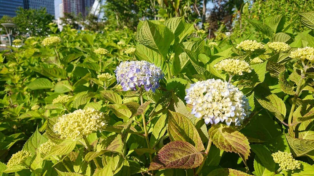 桜花さんのインスタグラム写真 - (桜花Instagram)「初夏みっけ🍀 紫陽花もうすぐ咲きますね🍀  今夜は雨☔  みなさんお気をつけ下さい🍀  屋久島のみなさん、無事でよかった。。。 自然は時に恐ろしい面もある。 時に脅威のパワー。  だけど。私達を優しく癒してくれる温かい面の驚異の癒しのパワーは。 素晴らしい。。🍀 #紫陽花  #初夏ですね  #初夏 #花  #自然  #驚異  #natures #natures #flower #flowers」5月21日 2時25分 - mountainohka