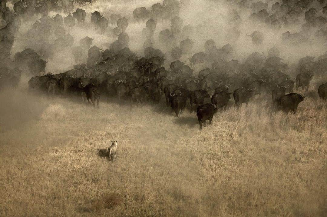 National Geographic Creativeさんのインスタグラム写真 - (National Geographic CreativeInstagram)「Photo by @beverlyjoubert | A lioness faces her prey, a herd of wild cape buffalo in Botswana, Africa. #Lioness #Hunting #Africa」5月21日 2時35分 - natgeointhefield