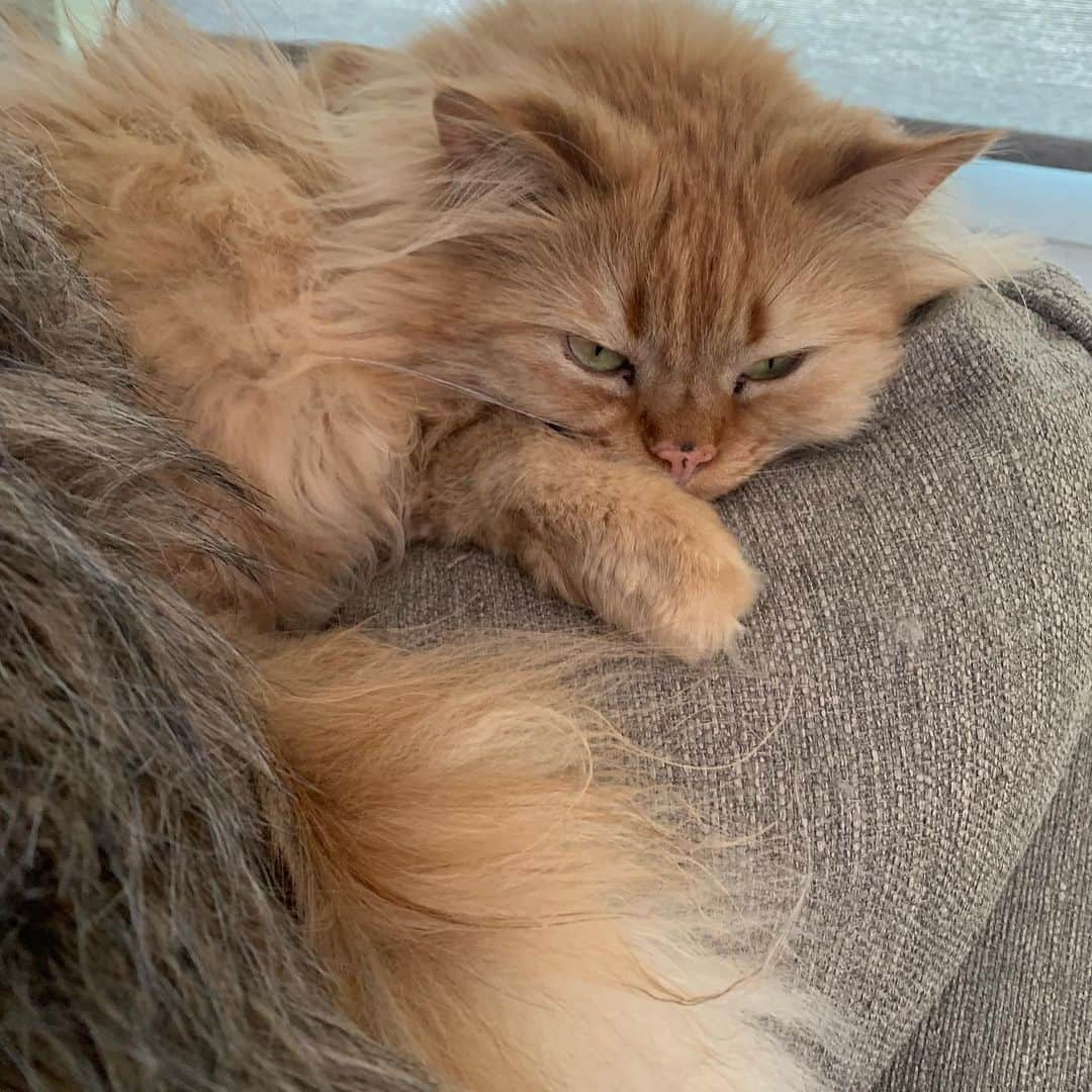 Coen, Ava, Reyさんのインスタグラム写真 - (Coen, Ava, ReyInstagram)「TFW your best friend is napping but you just wanna play, so you sit and stare at him until he wakes up.」5月21日 2時36分 - coen.rey