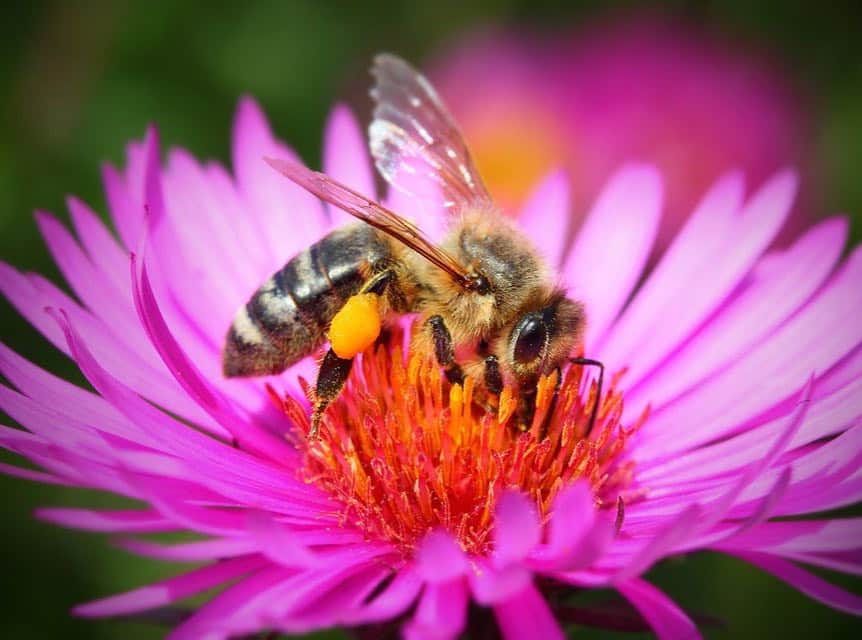 ジョージア・メイ・ジャガーさんのインスタグラム写真 - (ジョージア・メイ・ジャガーInstagram)「Happy #worldbeeday today we celebrate bees and other pollinators. We owe them so much and because of worldwide pesticide use in agriculture the populations of bees is in steep decline. Here’s some information from @wwf_uk One out of every three mouthfuls of food we eat exists because of pollinators such as bees, which are worth a staggering £690 million per annum to the UK economy. Bees pollinate 75% of leading global crops, including oilseed rape, apples, soft fruits, beans and courgettes, as well as polytunnel produce like tomatoes and strawberries. Read Buglife and WWF bee report which was published today for more information 🐝」5月21日 2時56分 - georgiamayjagger