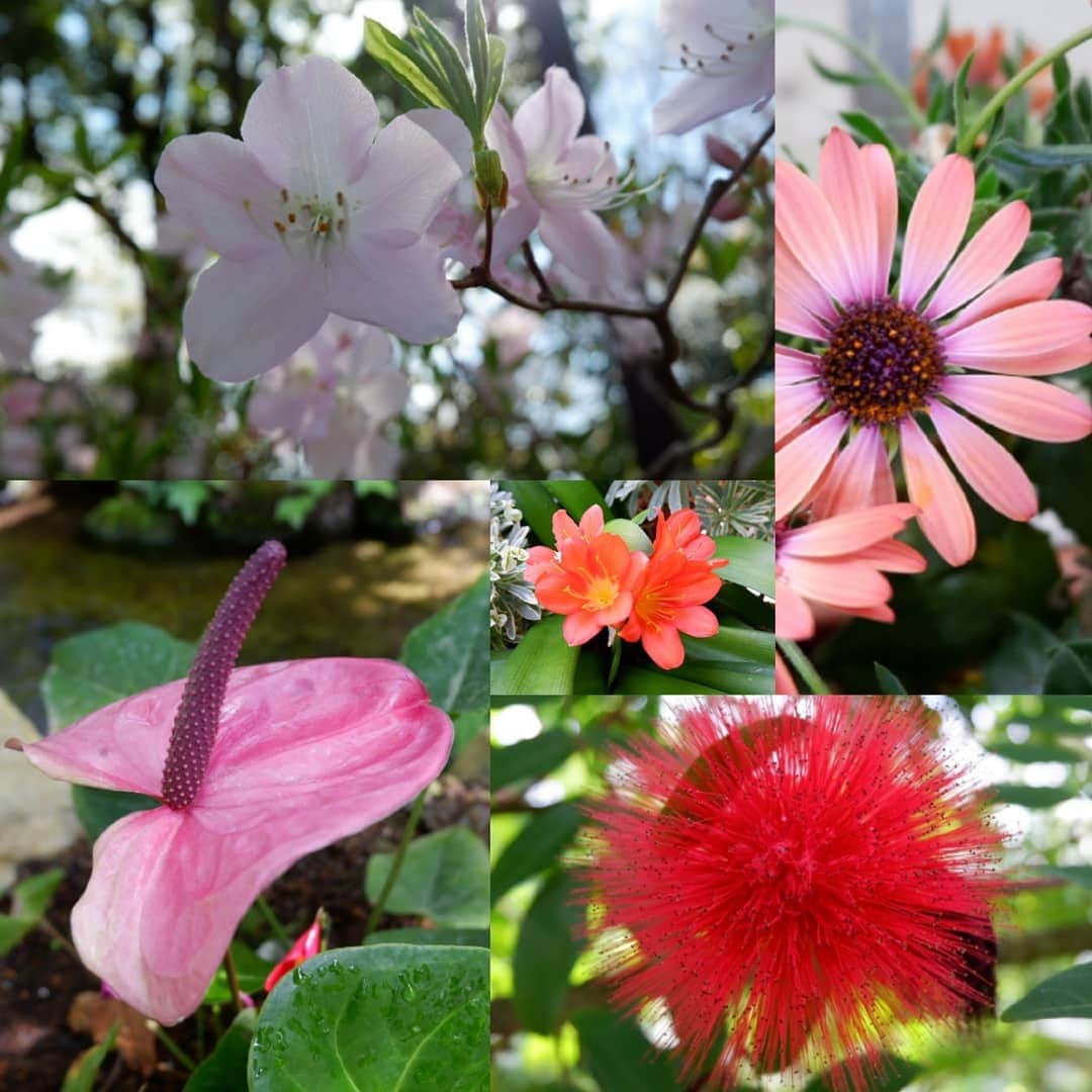 シャルレーヌ・ギニャールさんのインスタグラム写真 - (シャルレーヌ・ギニャールInstagram)「Fabulous day in Hakone ! 🌺🌹🌸🚢 #hakone #montefuji🗻 #gorapark #owakudani #lakeashi #odawaracastle #japan #vacation #holidays #flowers #love」5月21日 2時57分 - charleneguignard